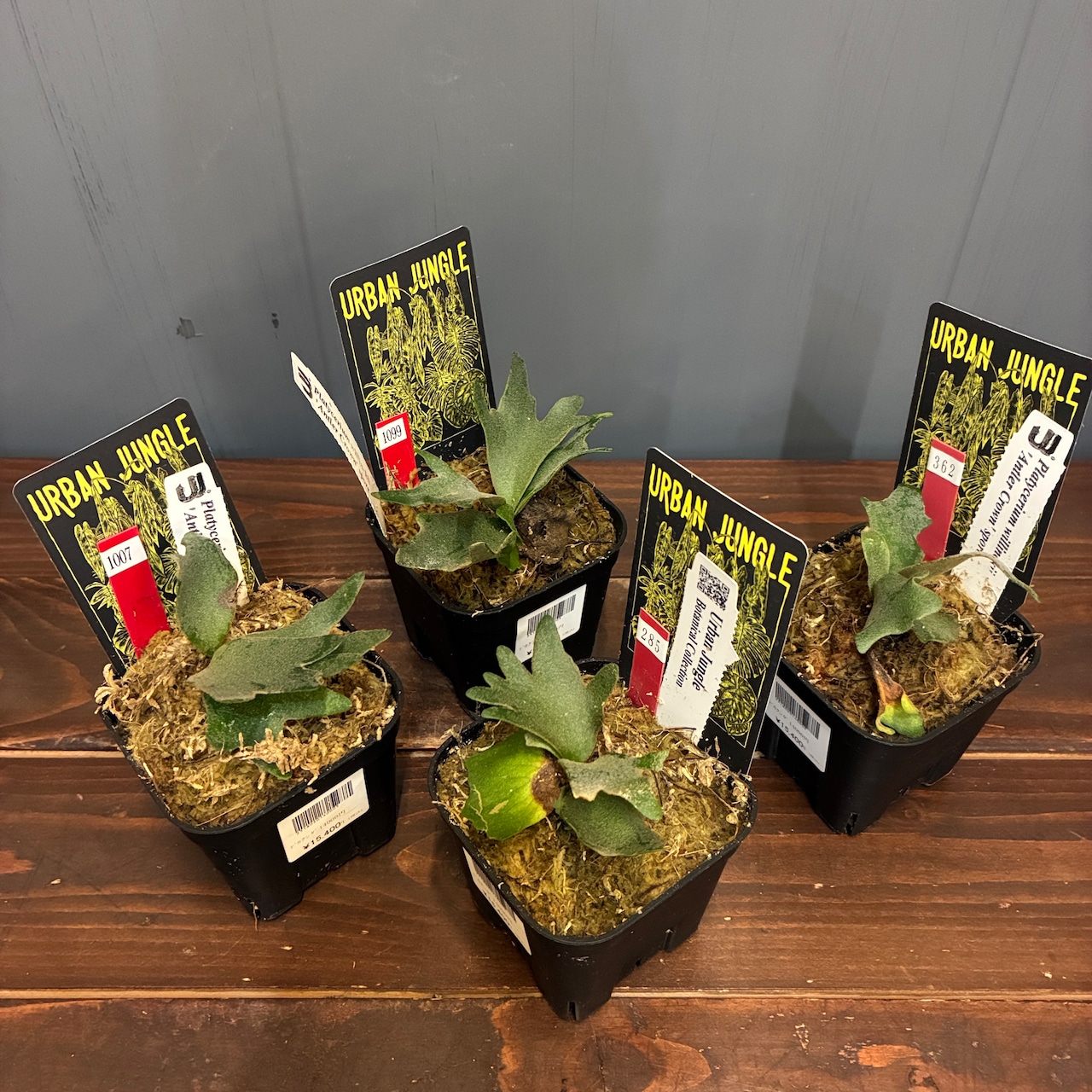 【抽選販売】【限定価格】【UJ】ビカクシダ イエロームーンドワーフ 'Antler Crown'(限定4)
