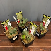 【抽選販売】【限定価格】【UJ】ビカクシダ イエロームーンドワーフ 'Antler Crown'(限定4)