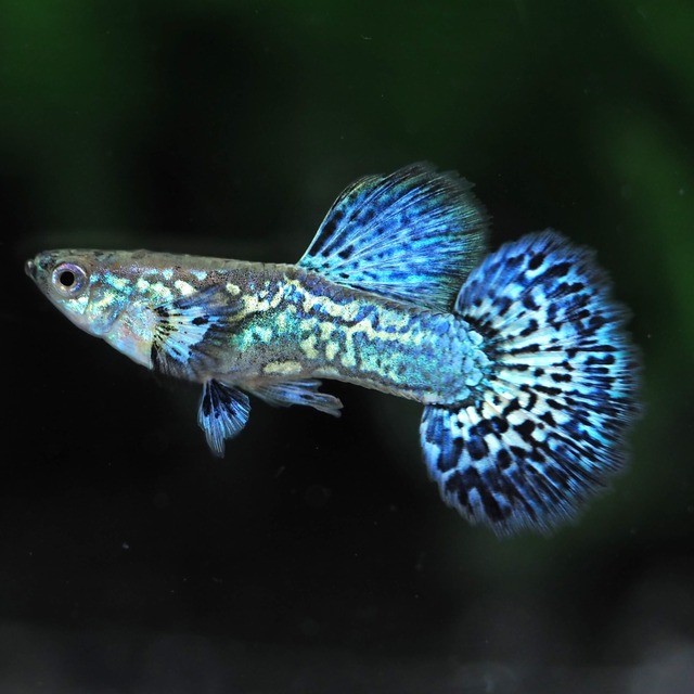 極上ブルードラゴン1ペア＋種親メス1匹＋おまけ1ペア