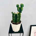 ［在庫］☆人気☆ 柱サボテン　鬼面角  ブランチ　5号　観葉植物　室内　おしゃれ　多肉植物　ユニーク　ジュエル