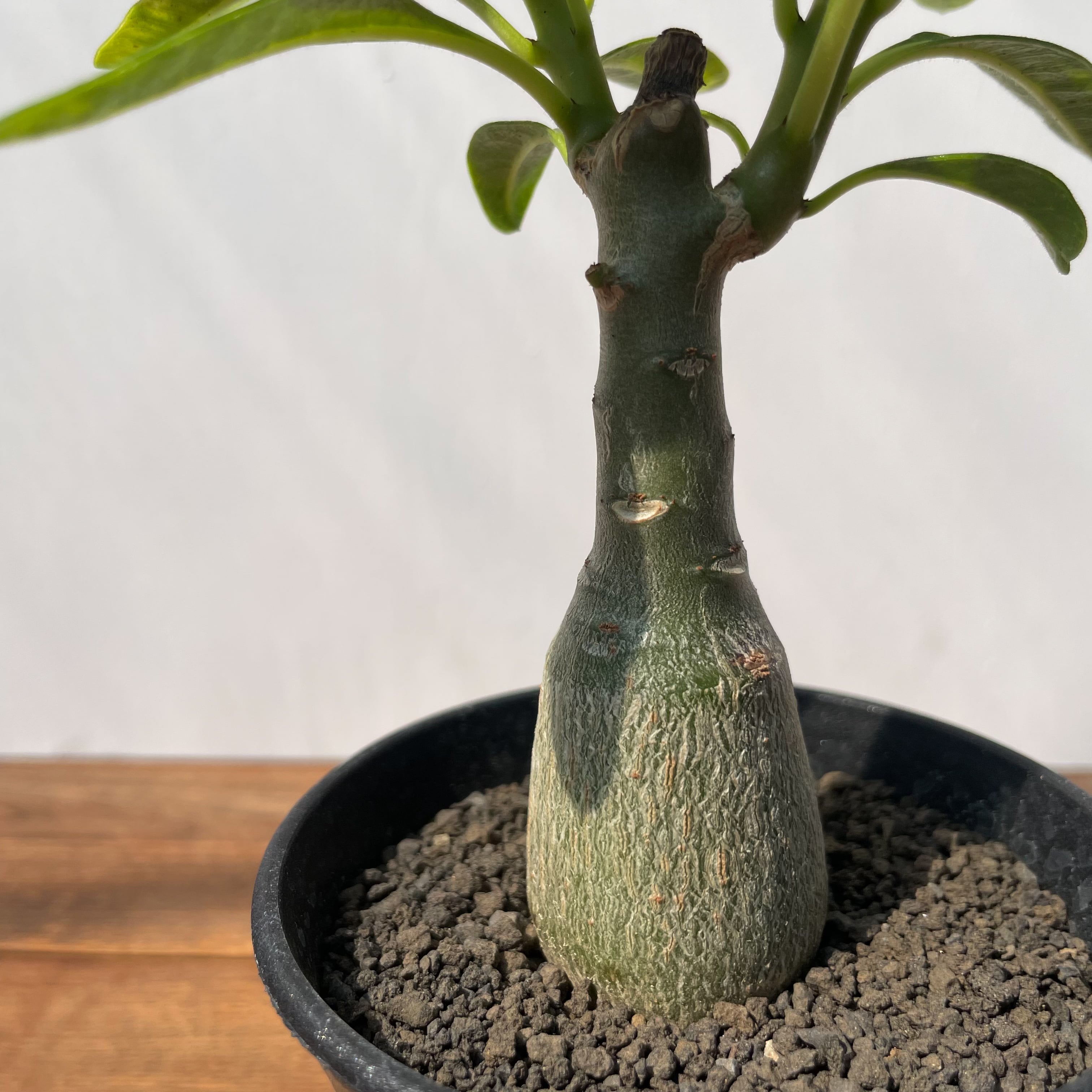 D20 実生 パキポディウム ラメリー Pachypodium lamerei 5株同梱【同梱