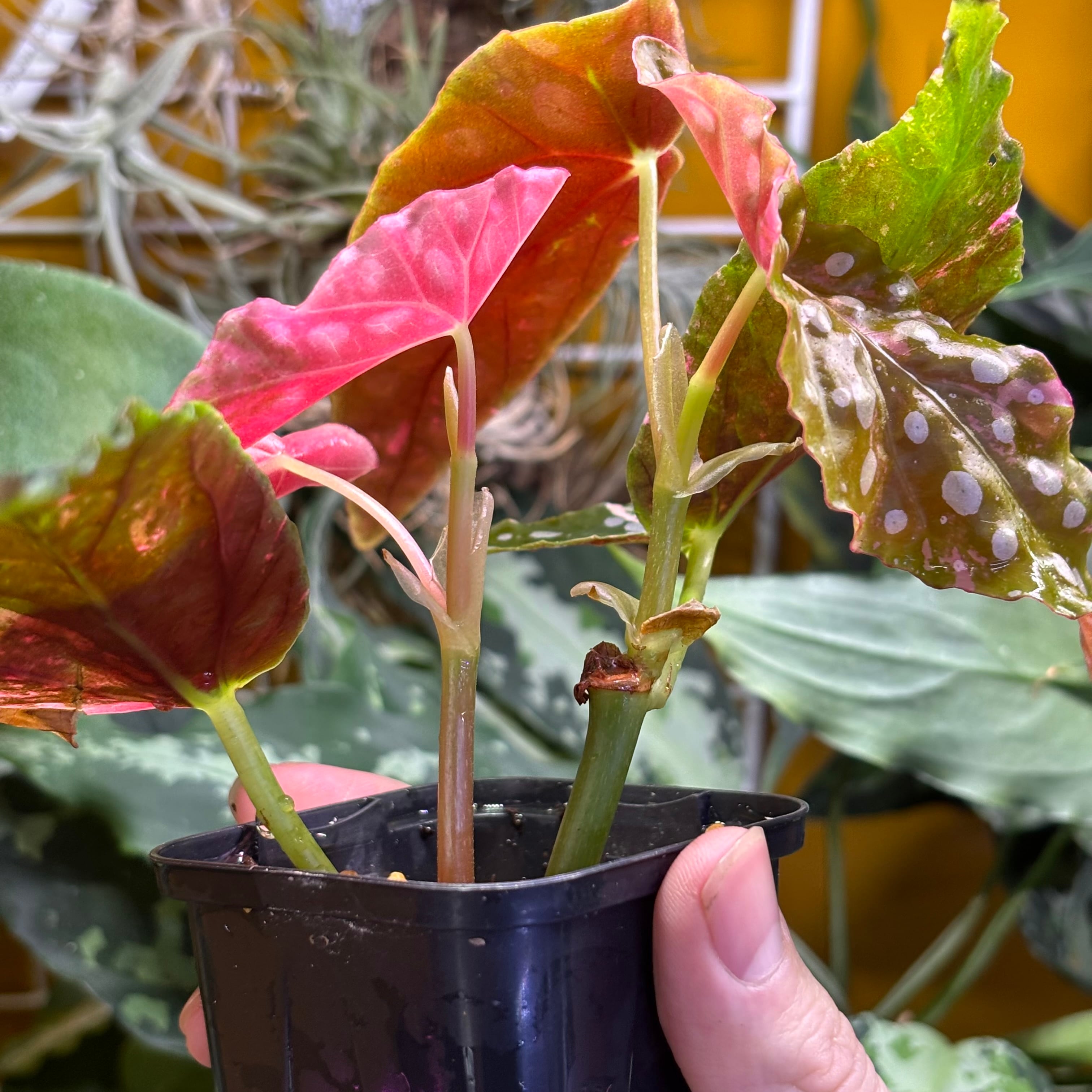 Begonia maculata 'Pink Variegated' ベゴニア マクラータ 斑入り