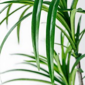 ユッカ185㎝［人工観葉植物・フェイクグリーンT］