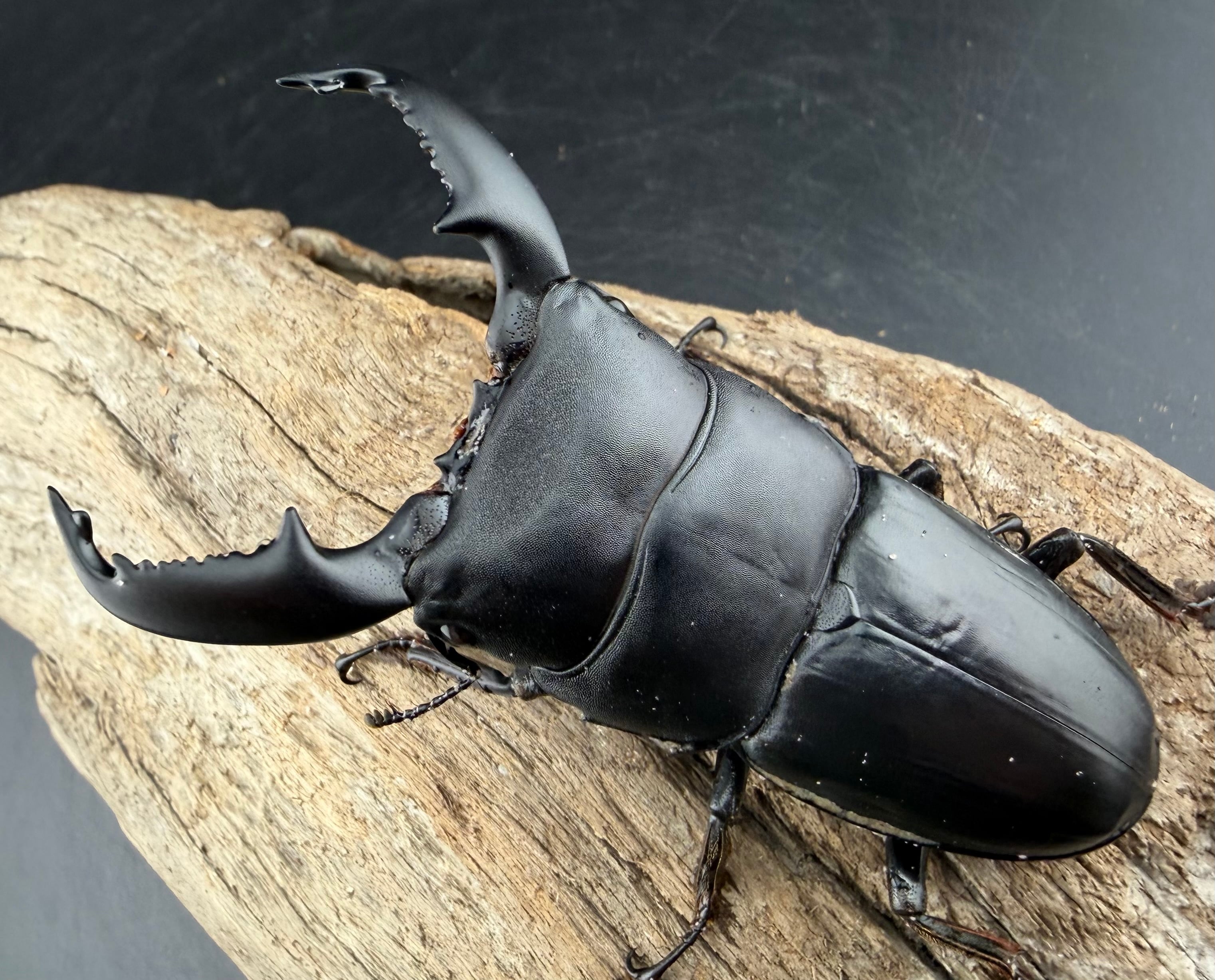 ヒラタクワガタの仲間 | KPW公式オンラインショップ