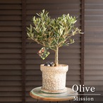 日本製 陶器鉢 創樹 オリーブ ミッション 6号 盆栽 SOUJU Mission Olive オリーブの木 0724BE