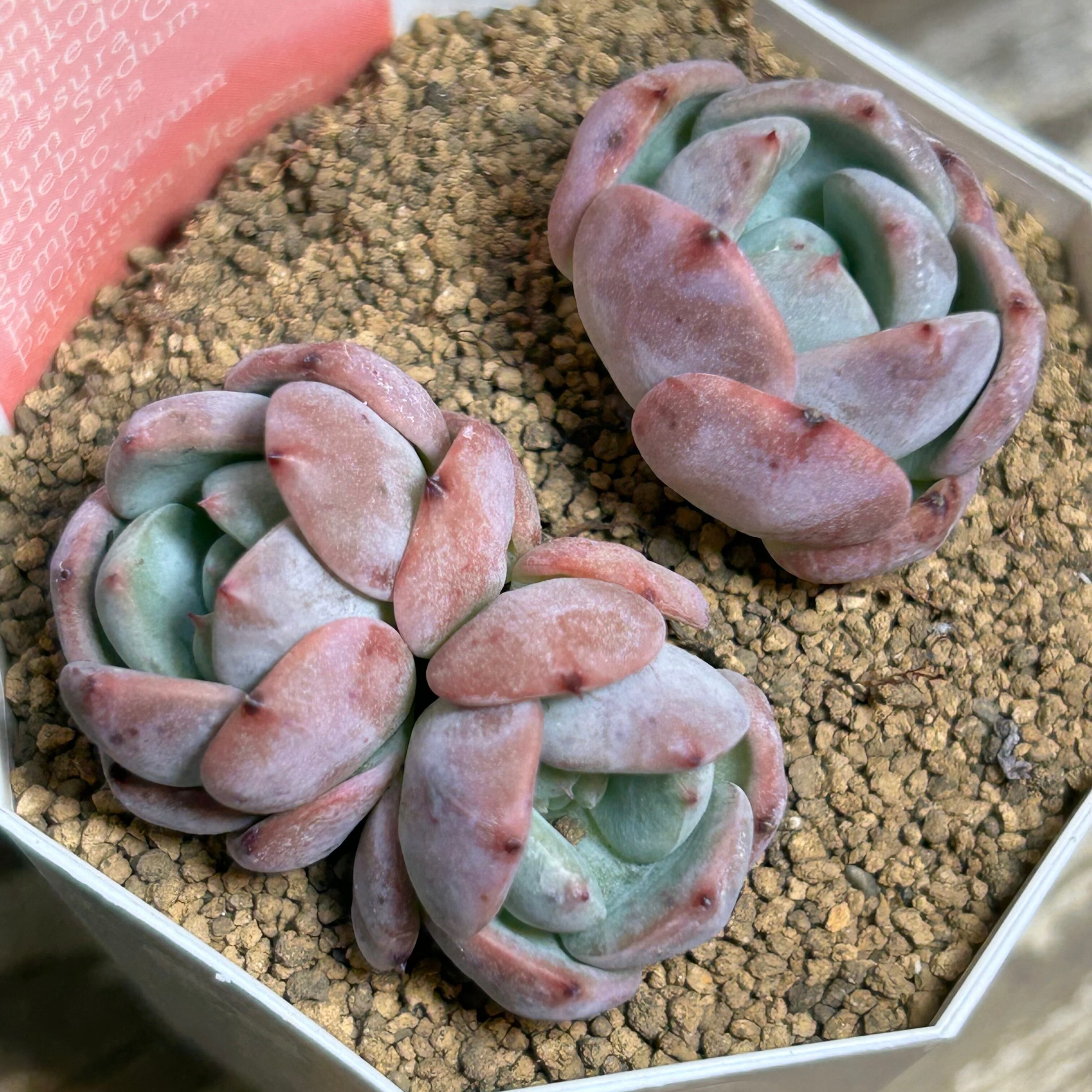 多肉植物　韓国苗　ラズベリーアイス ラズベリーアイス エケベリア 超美苗 大苗大株 多肉植物 韓国苗 観葉