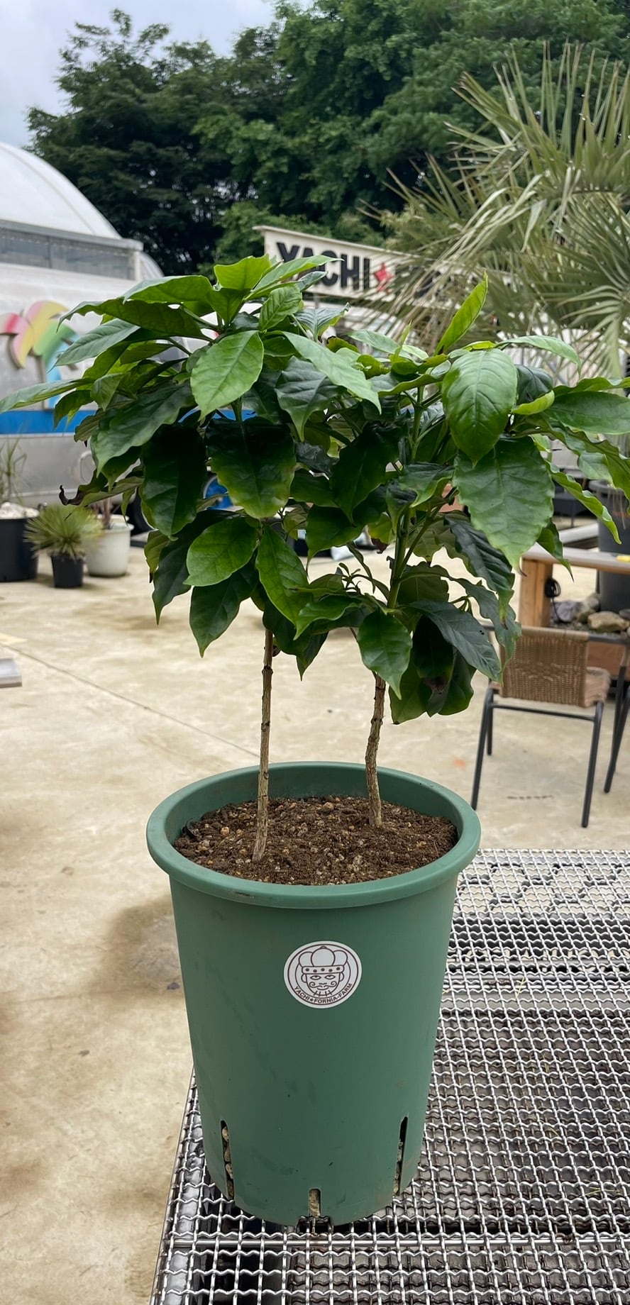 コーヒー苗ティピカ種（中）＊国産コーヒー苗木 | YACHI☆FORNIA-FARM
