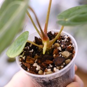 Anthurium Papillilaminum Guna Yala x Forgetii Dark②│観葉植物