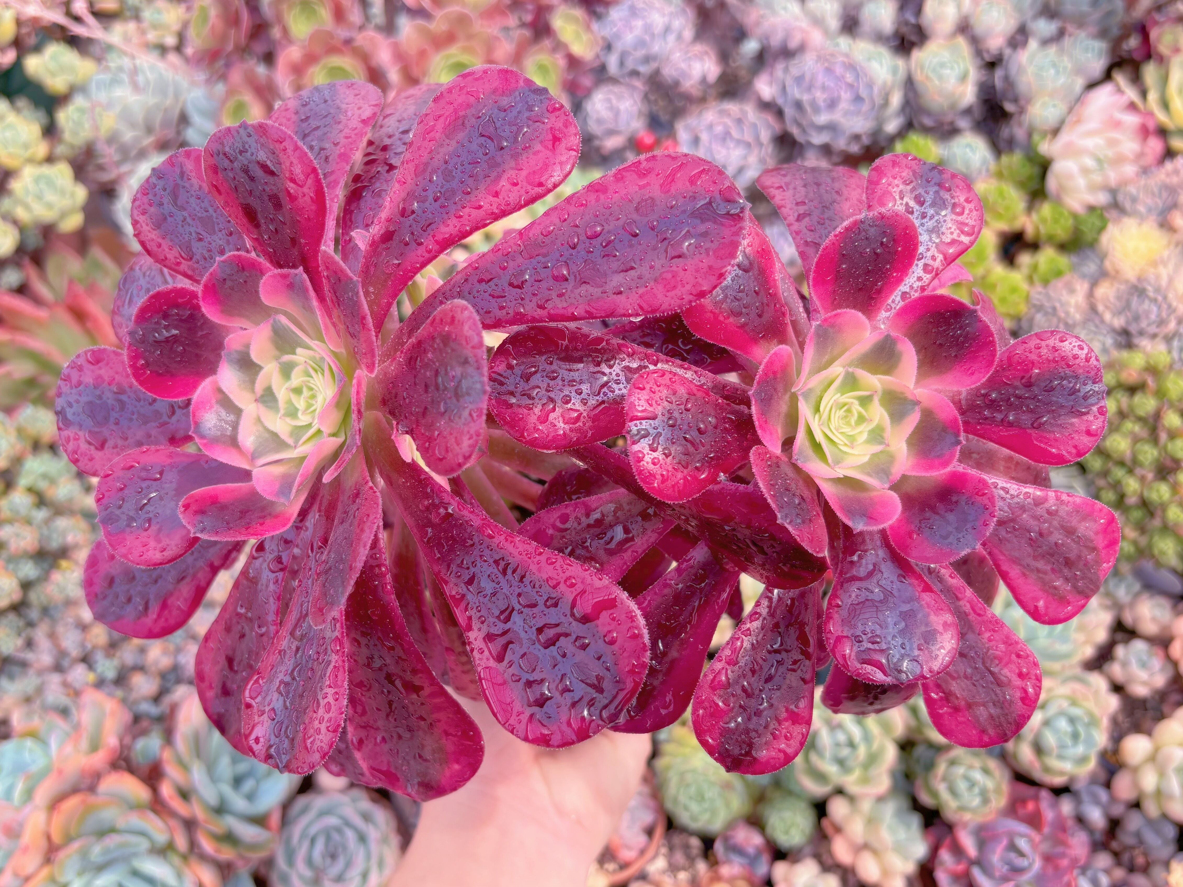 現品　メデューサ#B12　群生　るる農園