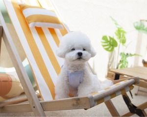 予約【coco chien】Bien Crop