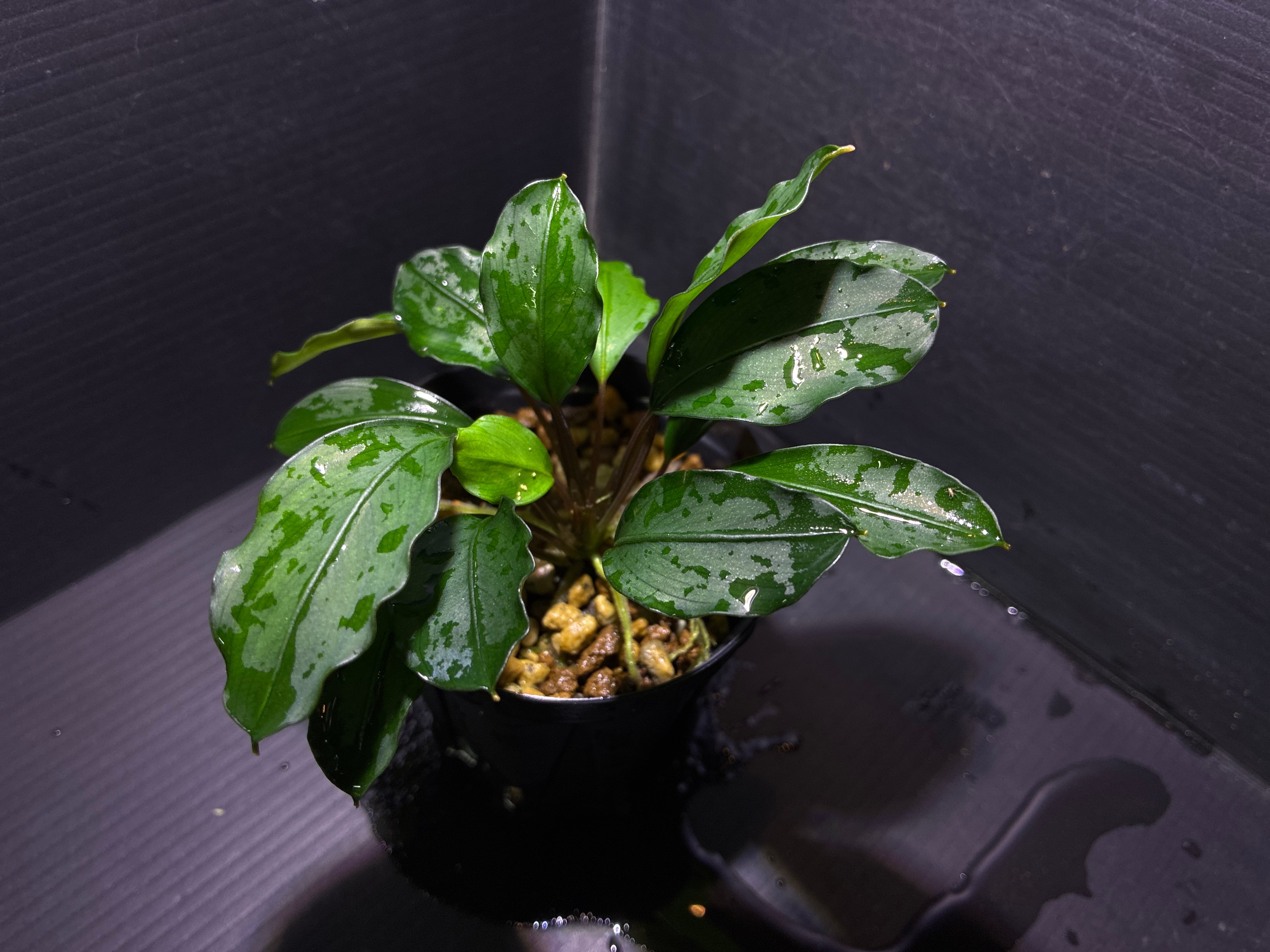 Bucephalandra sp. Dark Blue (ブセファランドラsp. ダークブルー