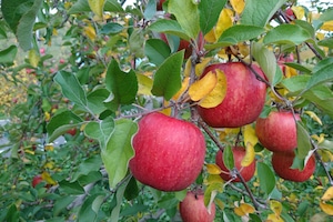 11月下旬発送【家庭用3kg・7-12玉】栄養たっぷり<葉とらずサンふじ>