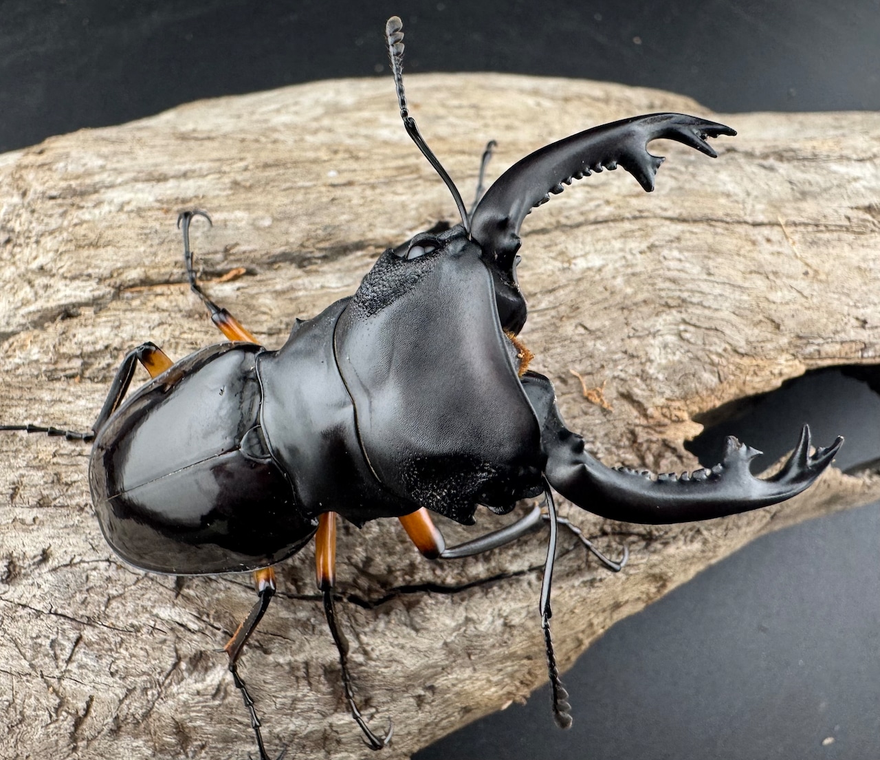 【WD】《インペリアリスツヤ亜種komorii バタラザ産 65mm ペア》