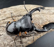 【WD】《インペリアリスツヤ亜種komorii バタラザ産 65mm ペア》