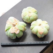 カット苗 レモンベリー Echeveria 'Lemonberry'