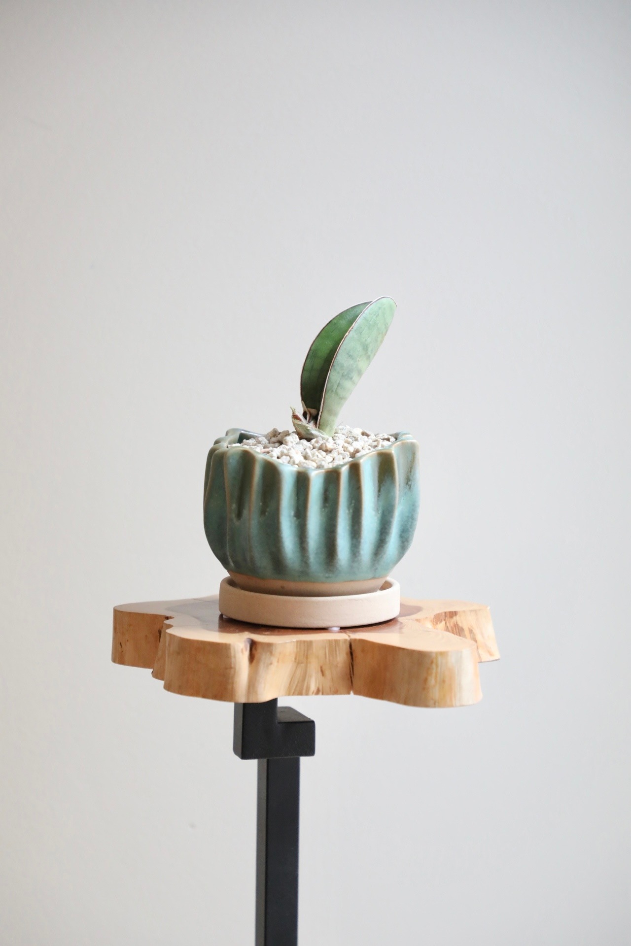 【S】サンスベリア シルバーバッド/Sanseveria　※陶器鉢付き