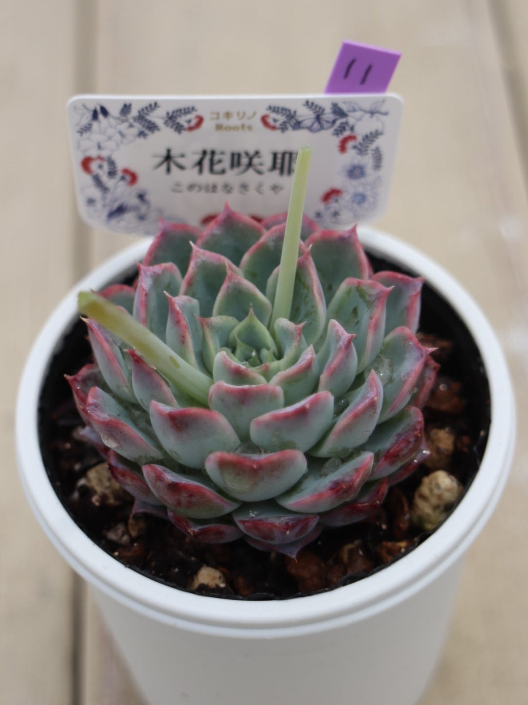 11 木花咲耶(このはなさくや)