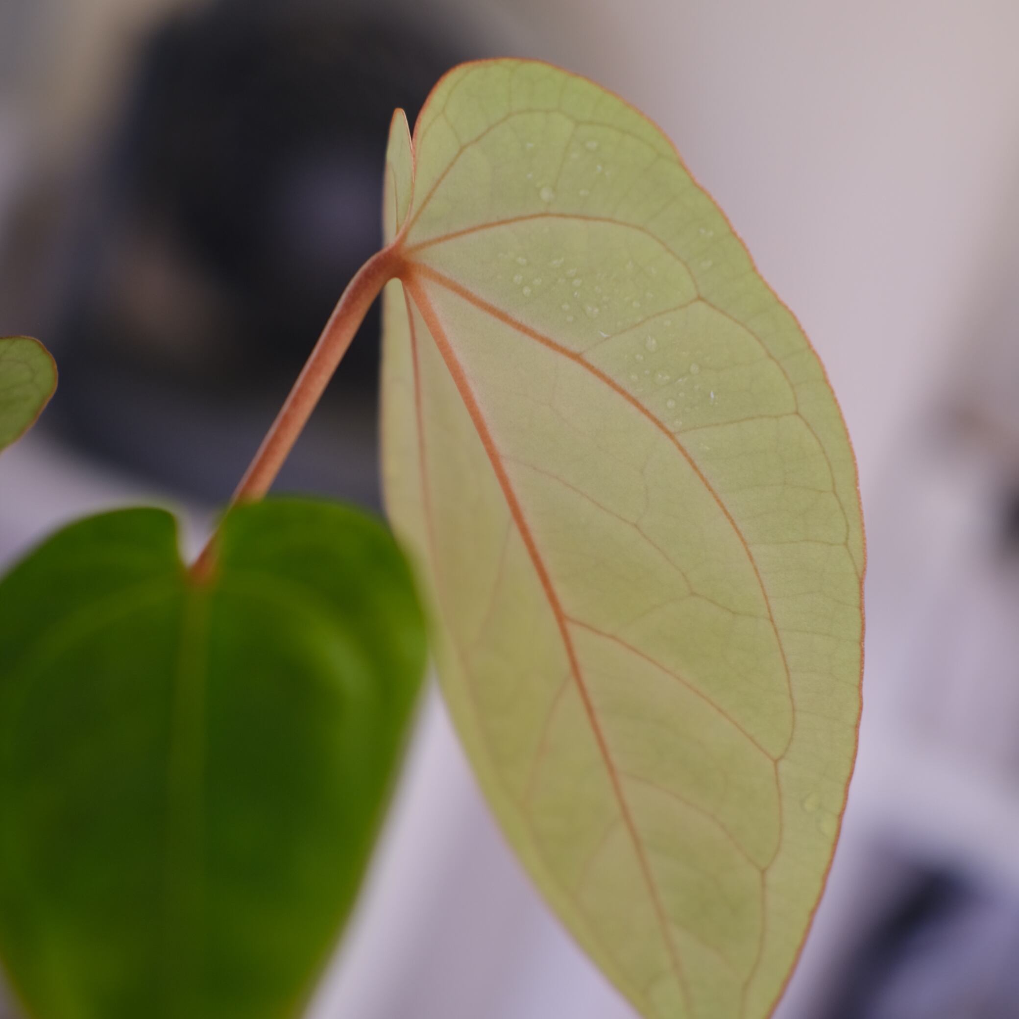 A. kunayalensis × A.Zara Michelle｜アンスリウム Anthurium kunayalensis × Anthurium Zara 'Michelle'｜アンスリウム