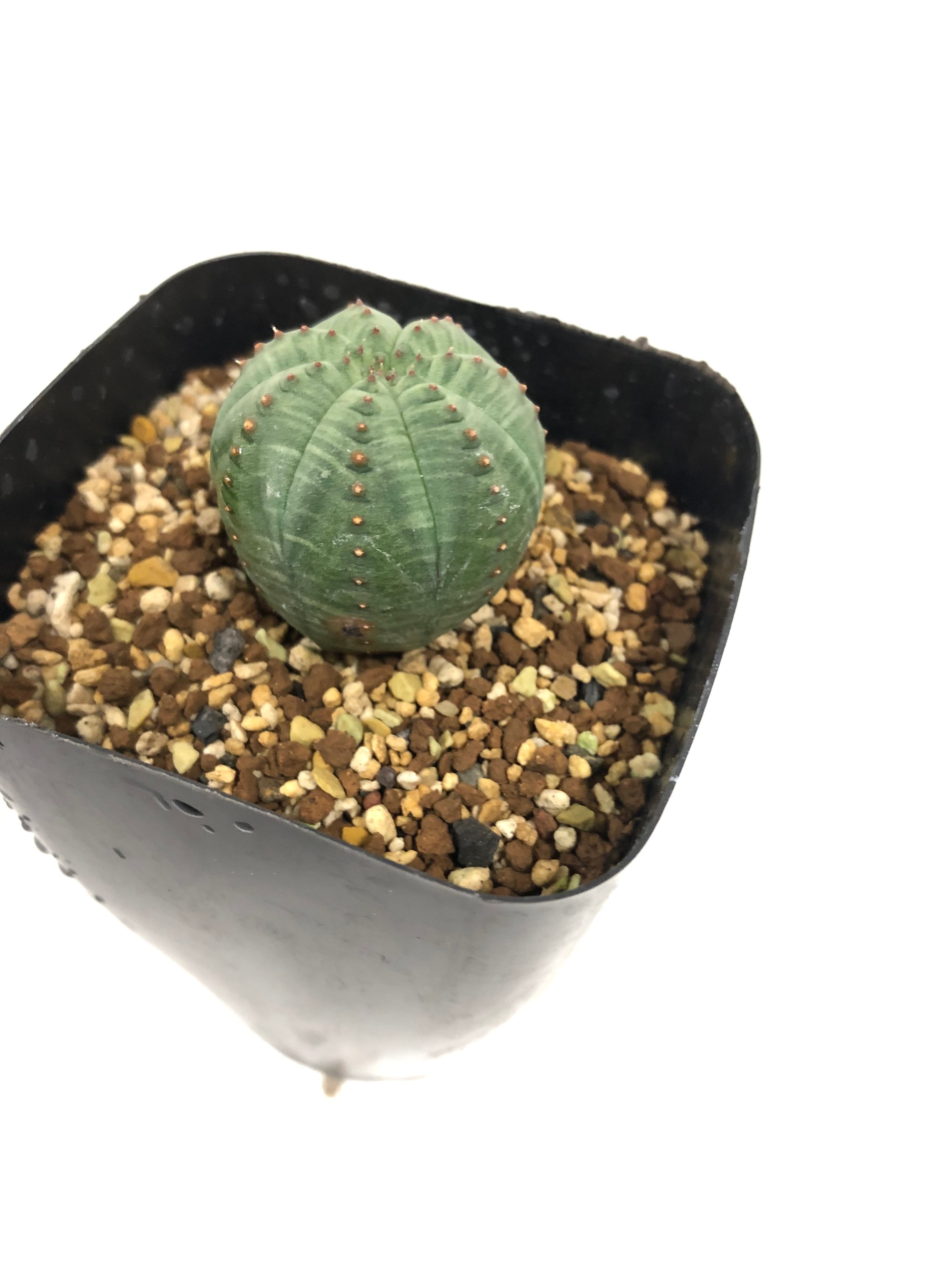 Euphorbia Obesa ユーフォルビア・オベサ 多肉植物 | plants MARU ー 多肉植物・サボテン・園芸グッズのお店 ー  powered by BASE