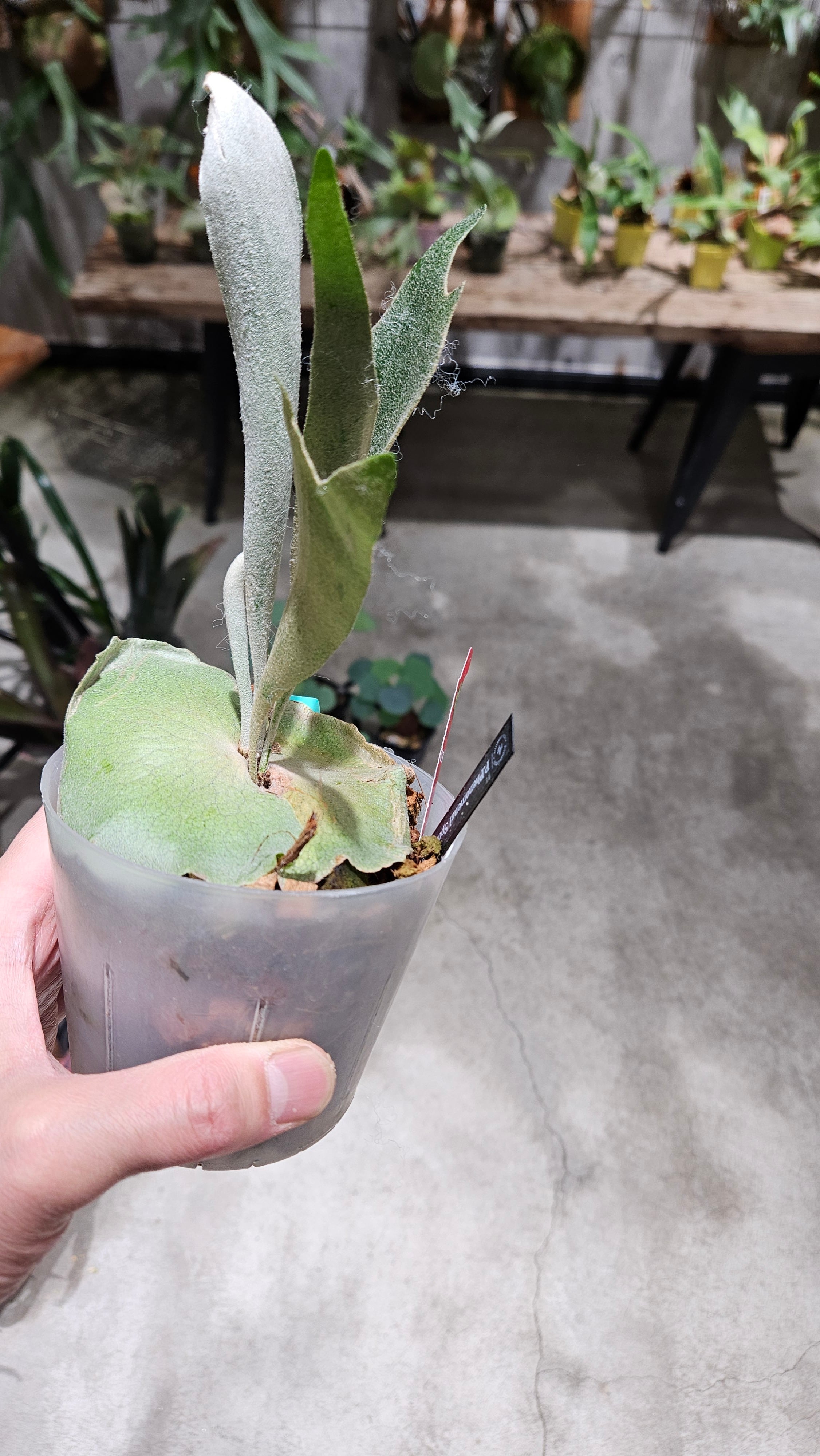 P.Phenomenal Sporelings 【 artPLANTs/PLANTS GARAGE 】ビカクシダ