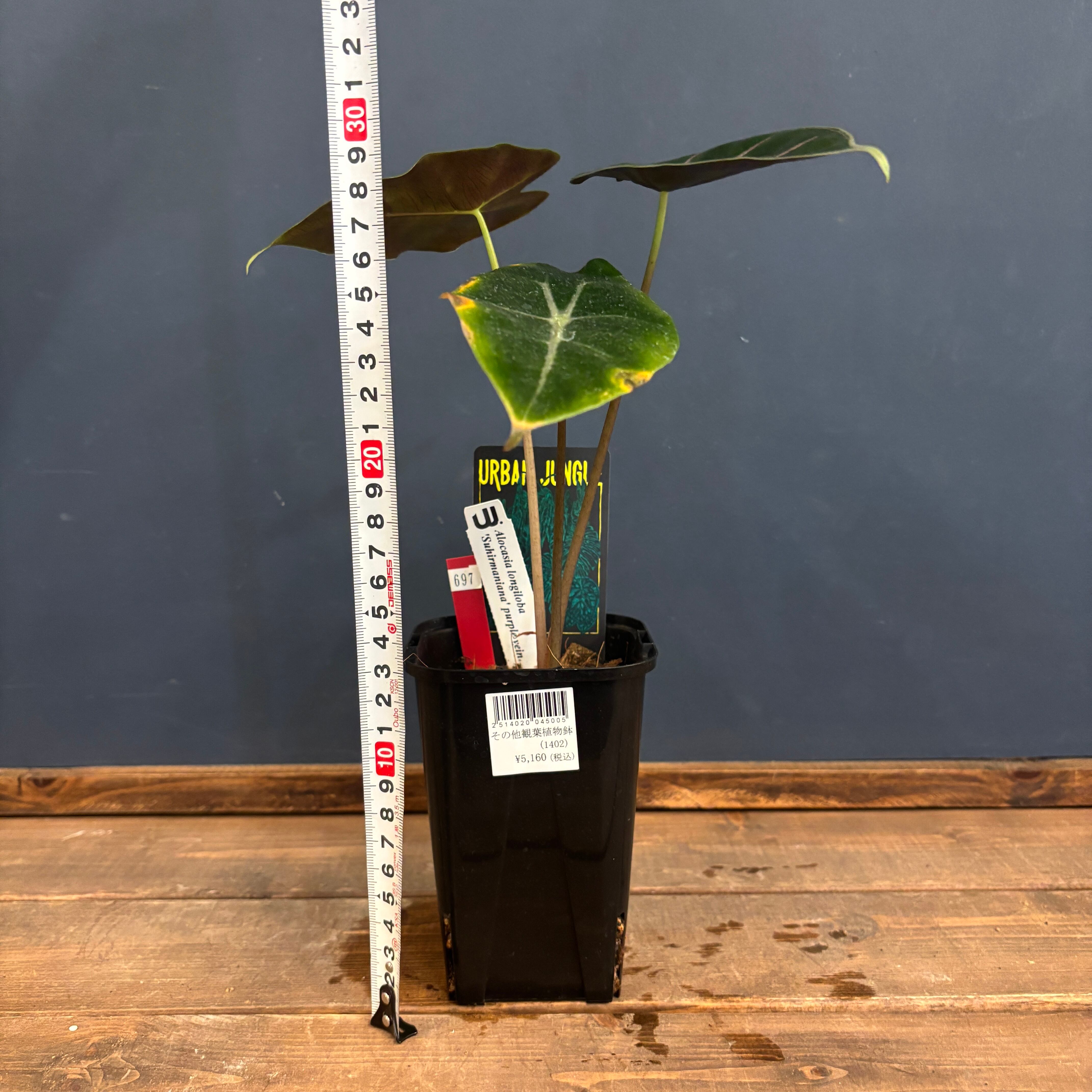 アロカシア スーヒルマニアナ purple vein【697】 | PROTOLEAF プロト