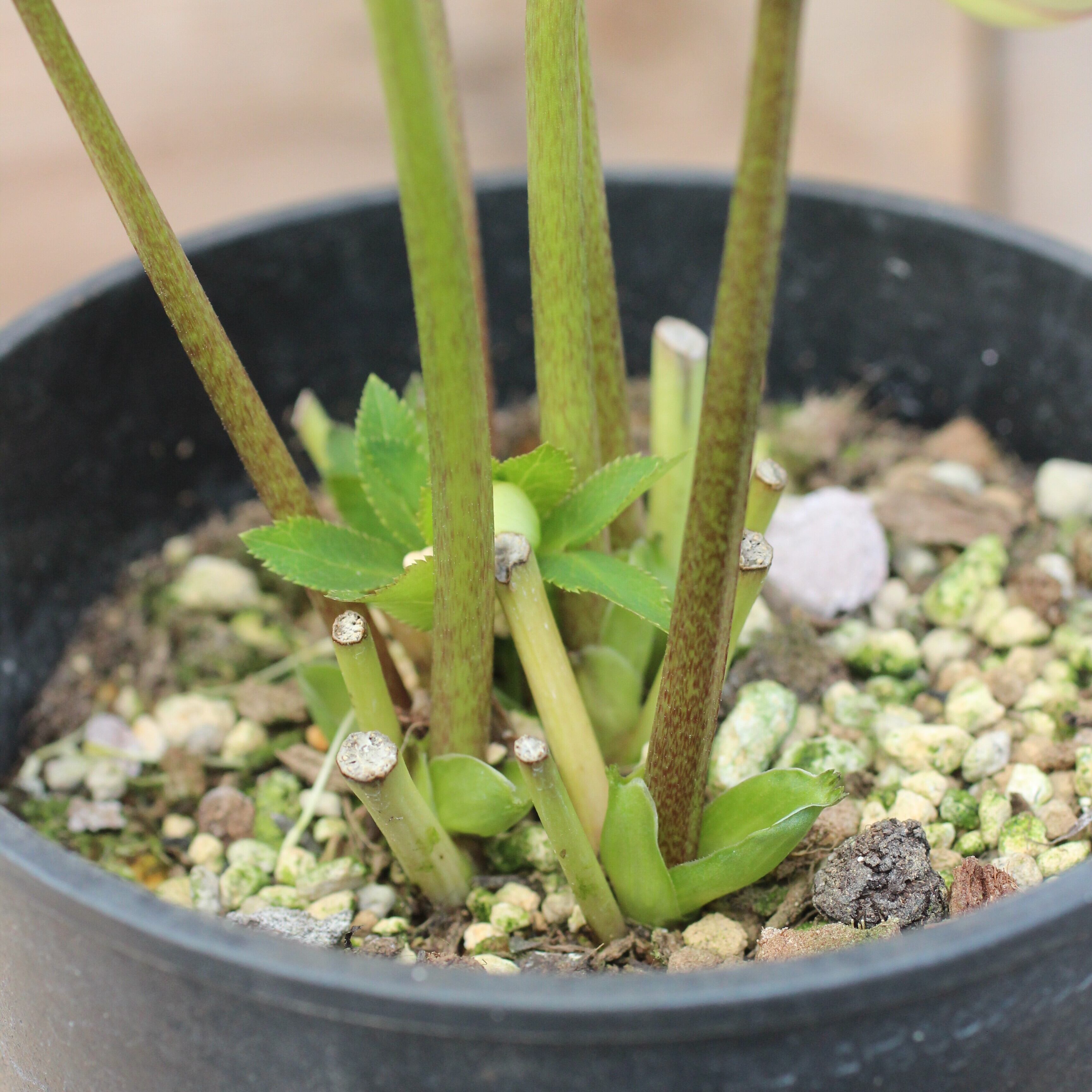 WS26-069 クリスマスローズ ウィンターシンフォニー イエローグリーン