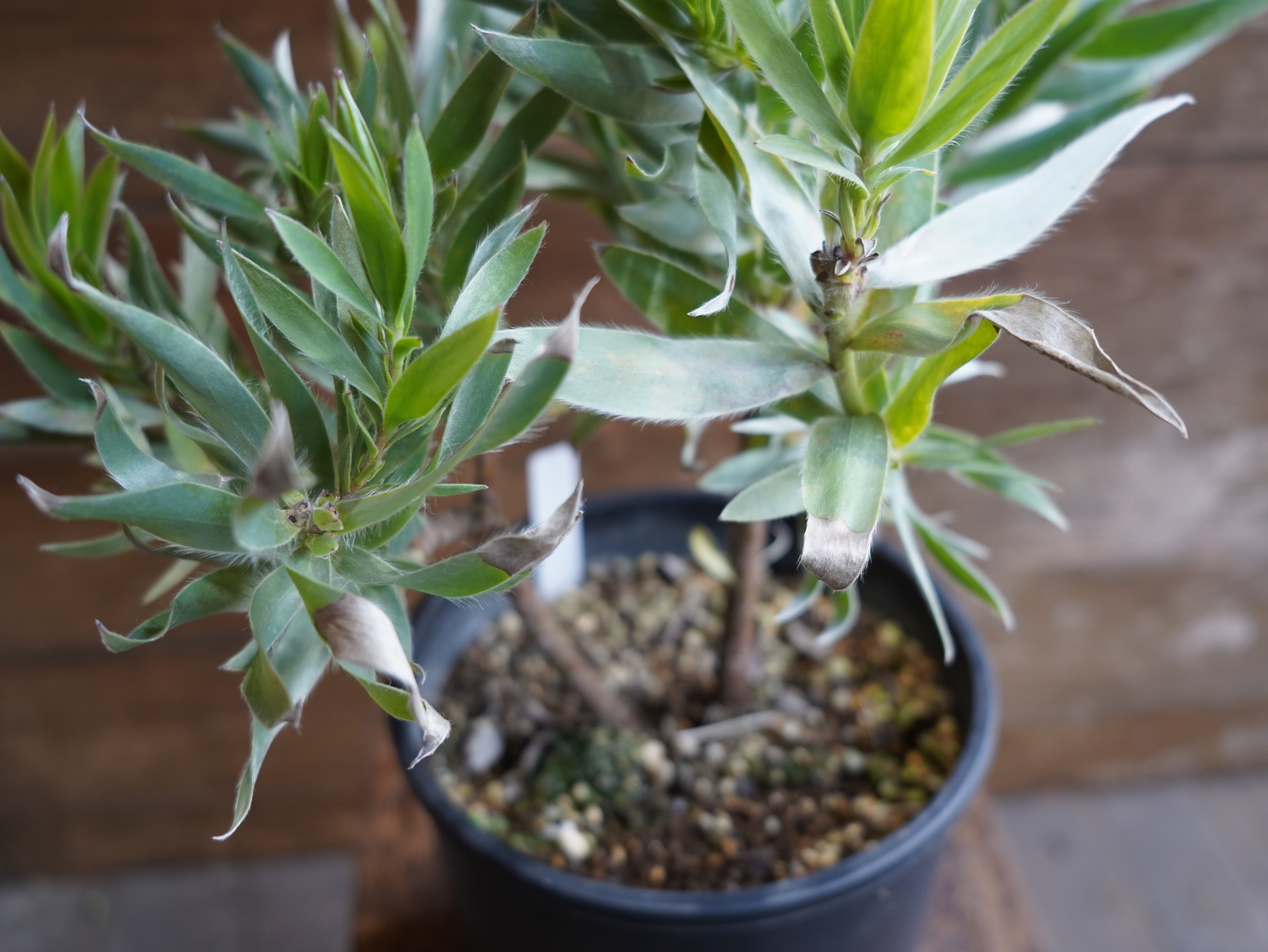 【現物】リューカデンドロン　”シルバーアフリカーナ”　B