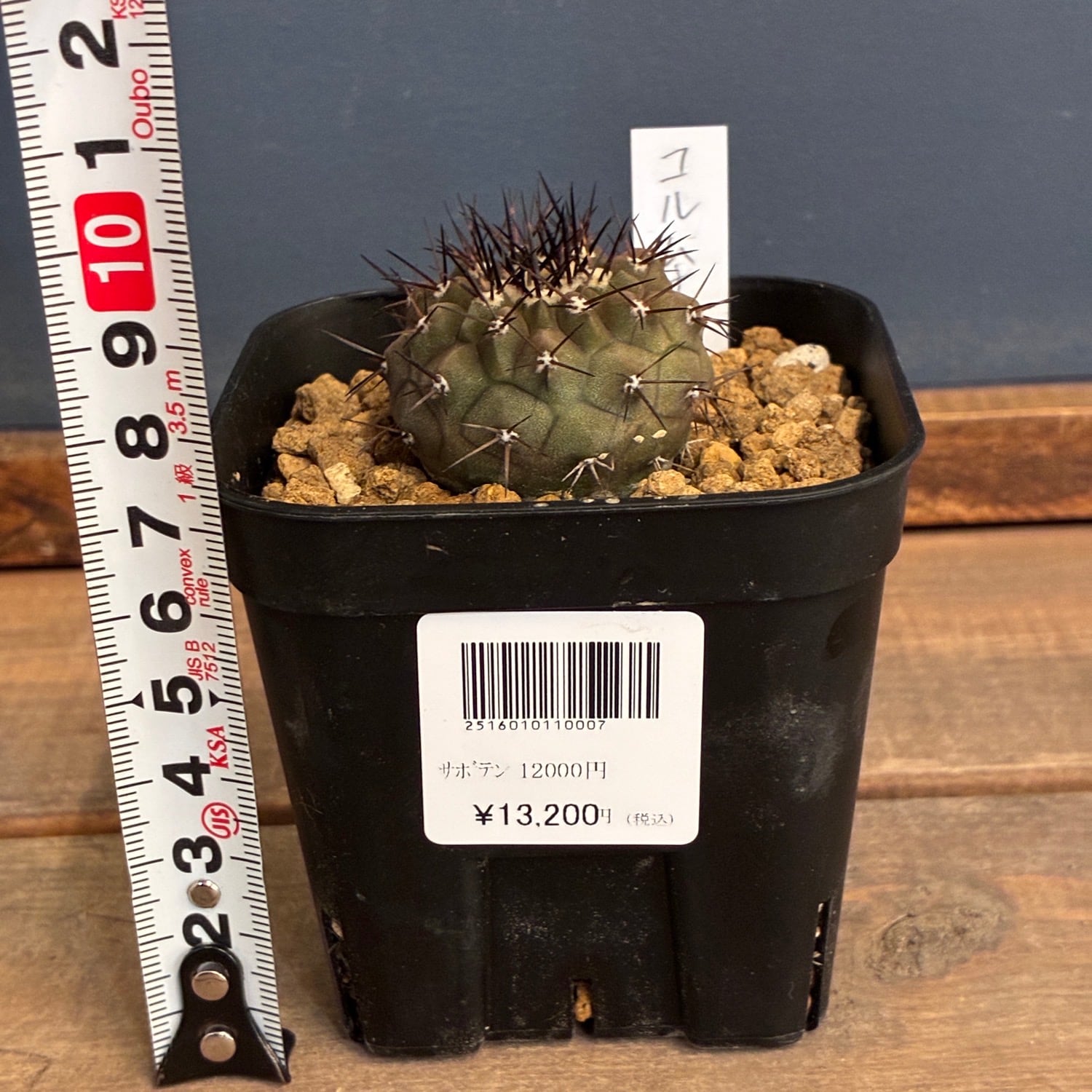 Copiapoa】サボテン コピアポア コルムナアルバ 孤竜丸 実生【697
