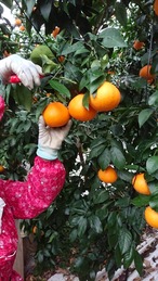 まどんな　サイズL　(15玉入り)