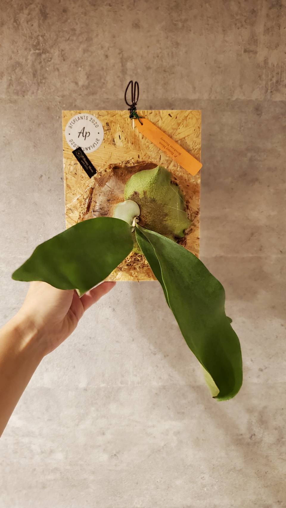 P.Honey Moon(Pup) 【artPLANTs】ビカクシダ/Platycerium | artPLANTs