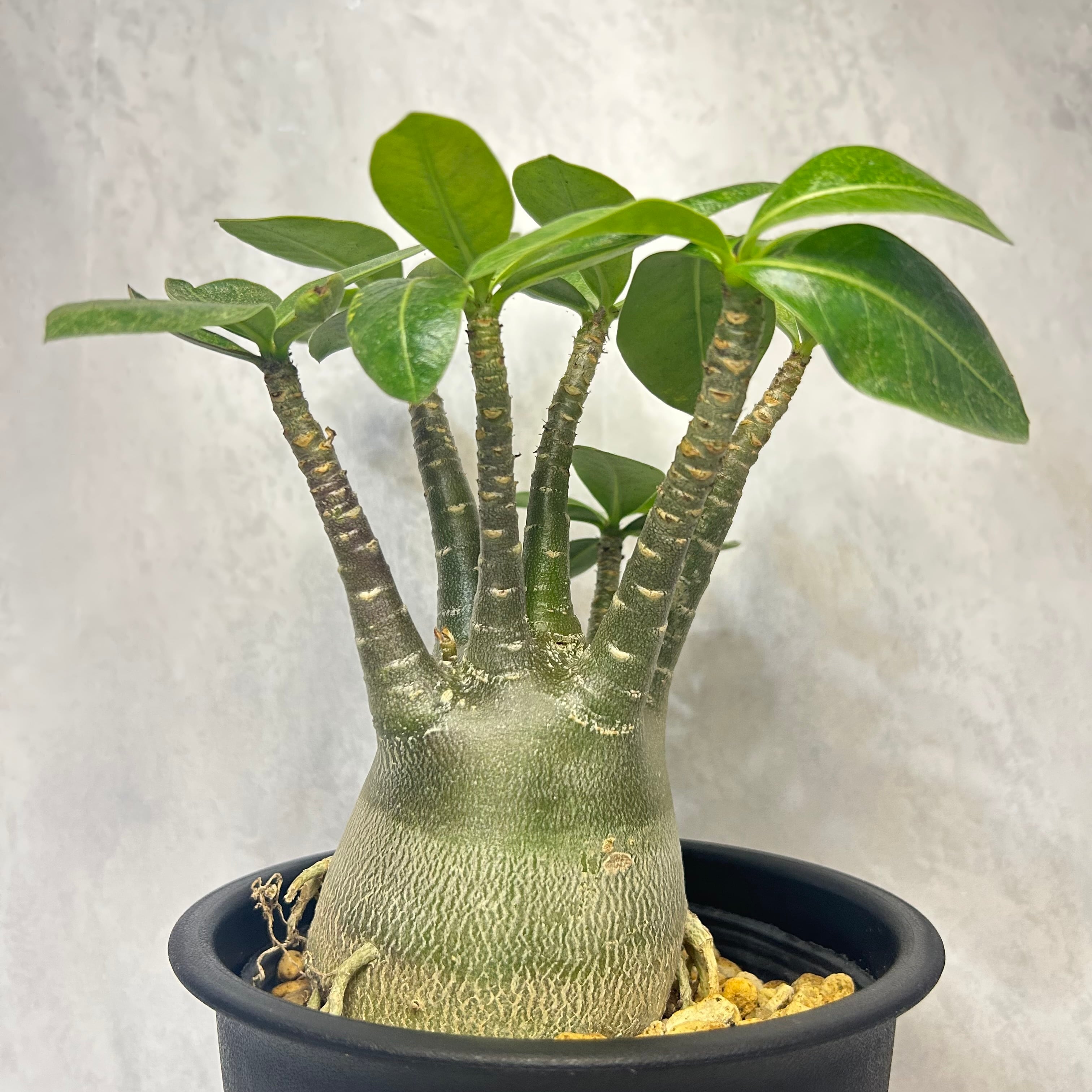 Astrophytum myriostigma アストロフィツム 四角ヘキラン ランポー玉