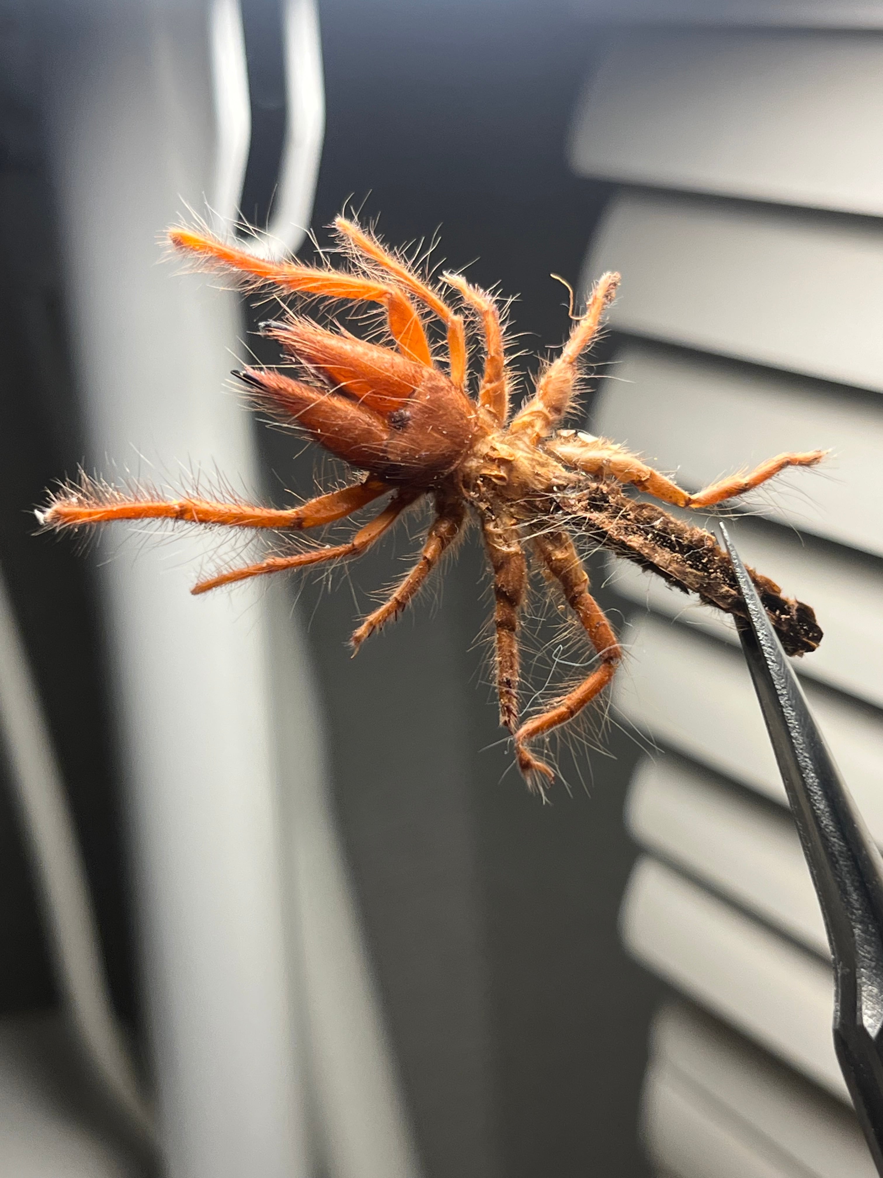 ミドル2】ブラッドレッドヒヨケムシ Dinorhaxウデムシ 奇蟲標本 標本