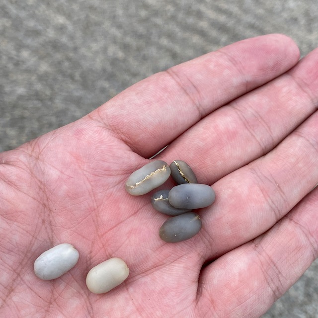 インドネシア マンデリン バタックブルー