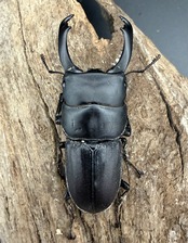 【WD】《ハンステインヒラタ亜種prosti 52mm ペア》