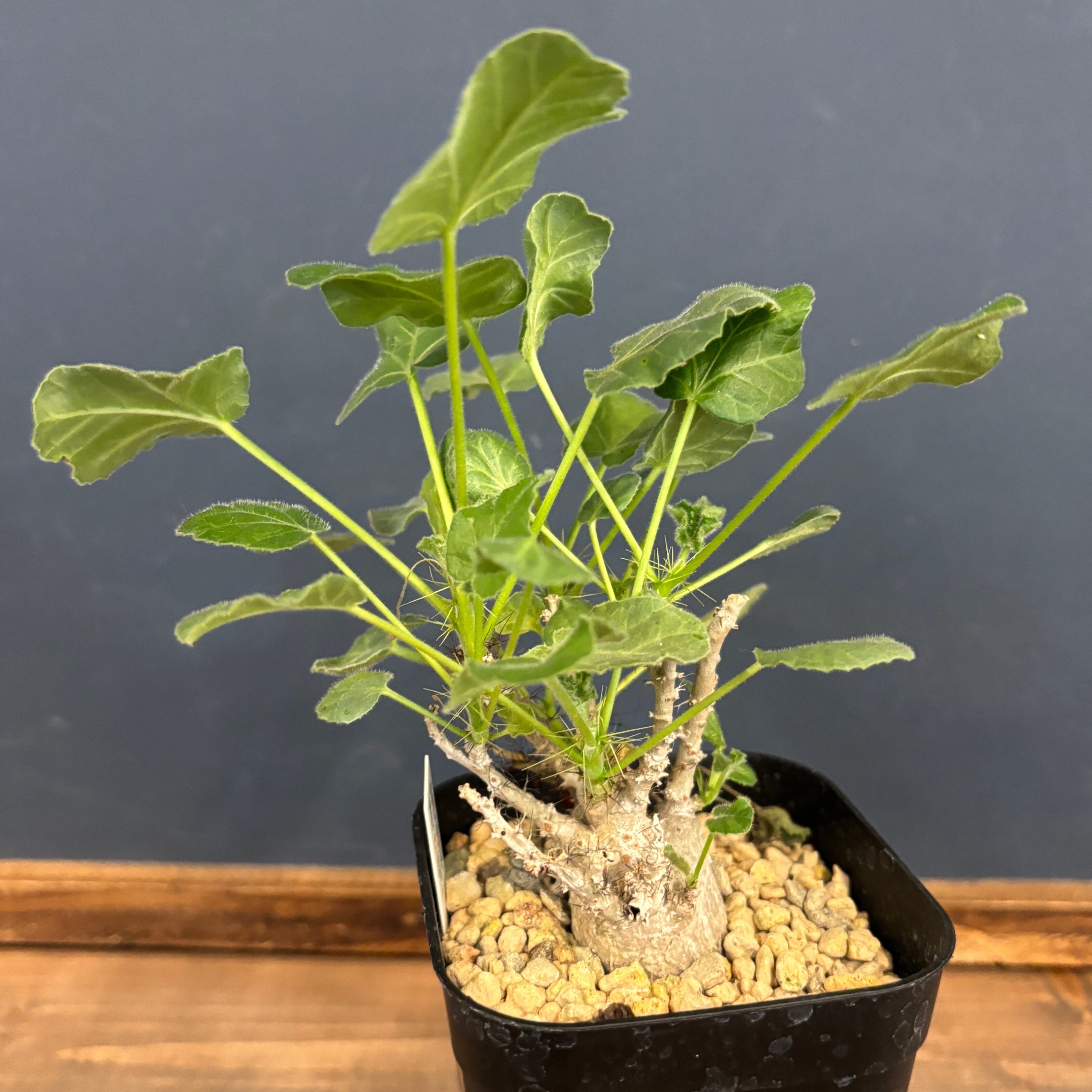 ヤトロファ マルギナータ【788】 | PROTOLEAF プロトリーフ