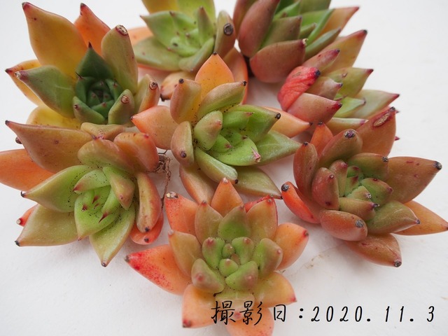 新品種 オレンジハンプス 韓国苗 多肉植物 多肉植物とガーデン雑貨 Macherie マシェリ