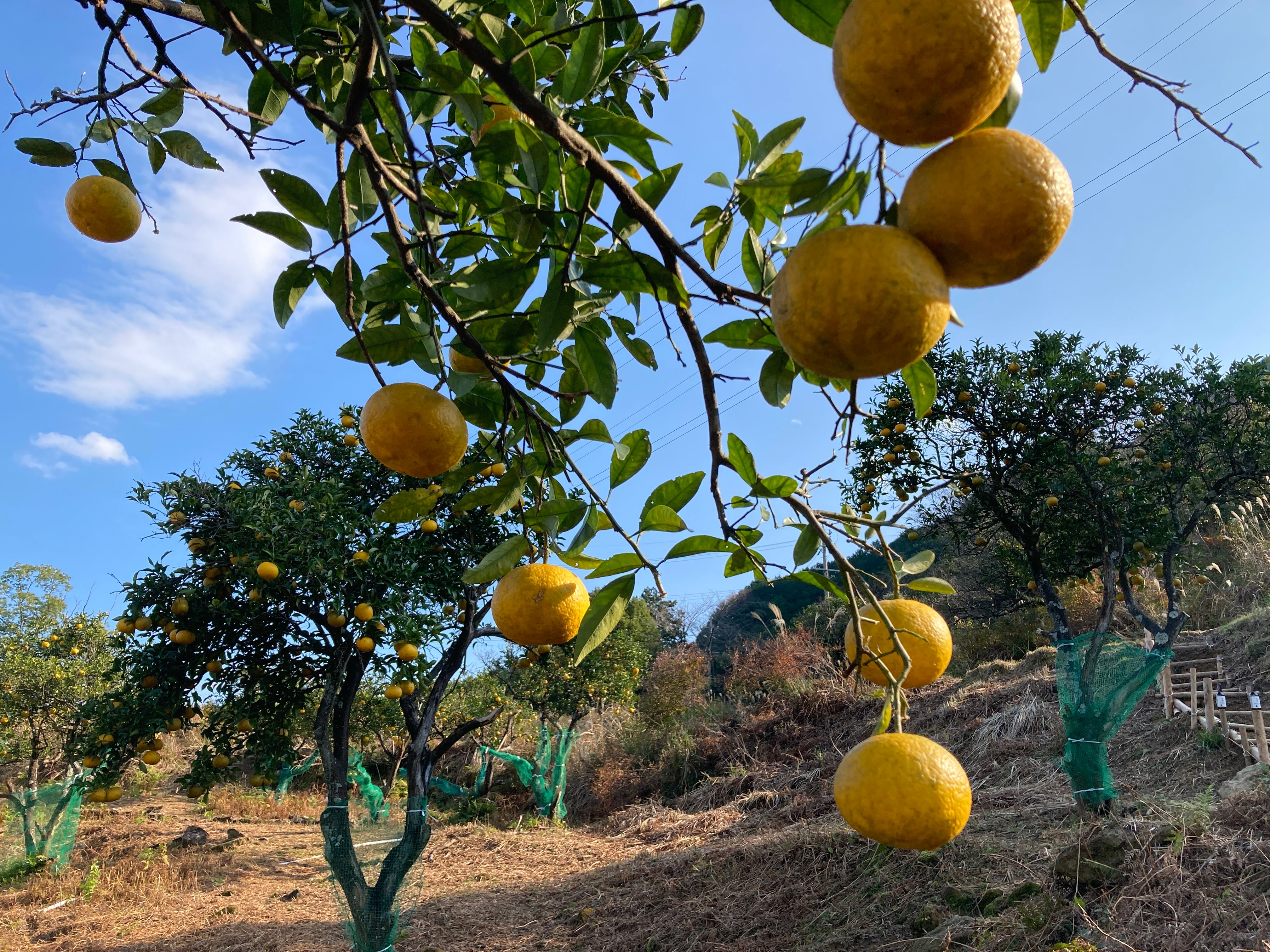 未来の甘夏の木 応援オーナー