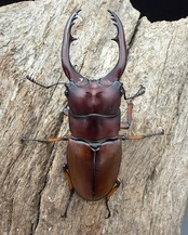 【WD】《アスタコイデスノコギリ ベンクール産 63.5mm ペア》