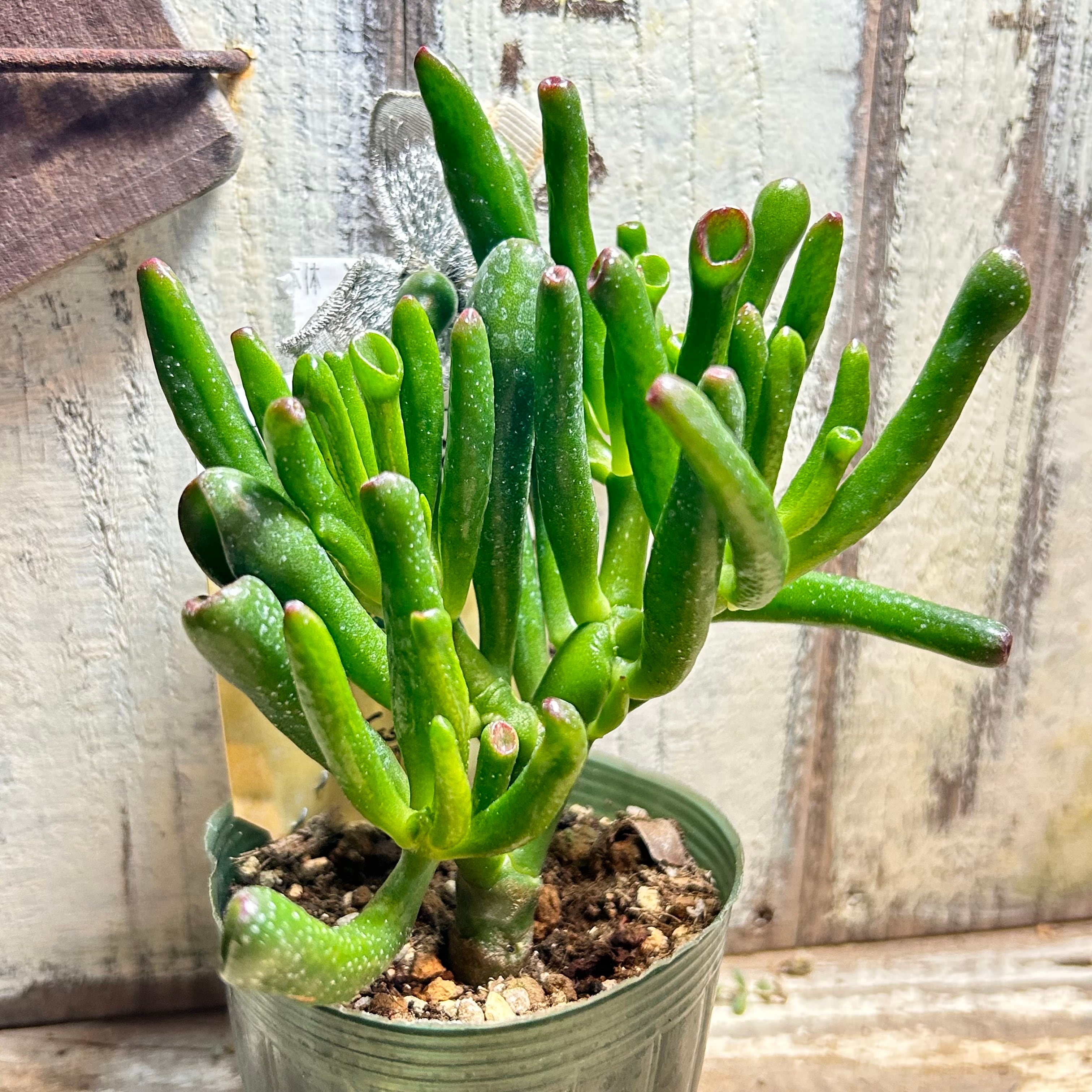 紫牡丹 センペル | RuPo 多肉植物専門店