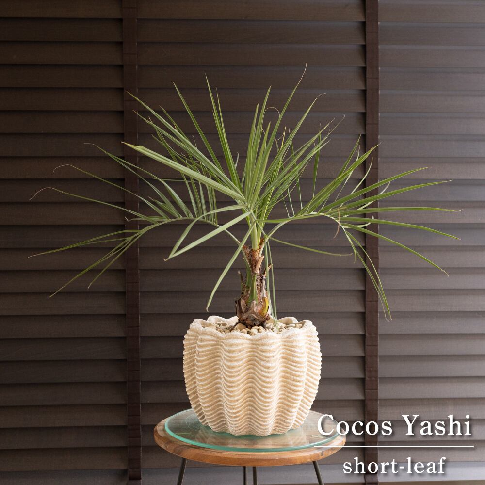 ココスヤシ ショートリーフ 根上り 7号 セメント鉢 観葉植物 庭木 ドライガーデン 1025BE