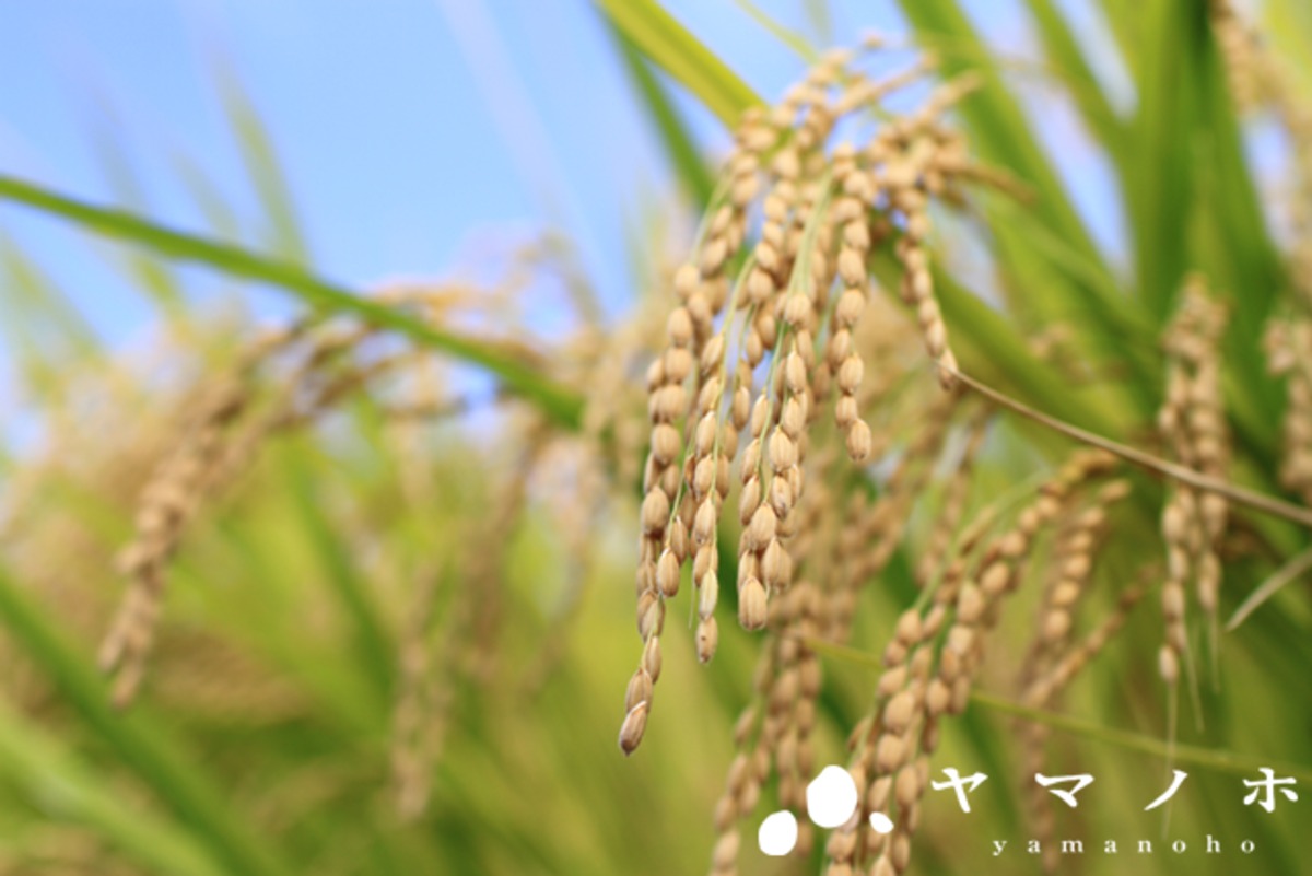 令和7年度産新米】新潟県産こしいぶき 玄米10kg | yamanoho