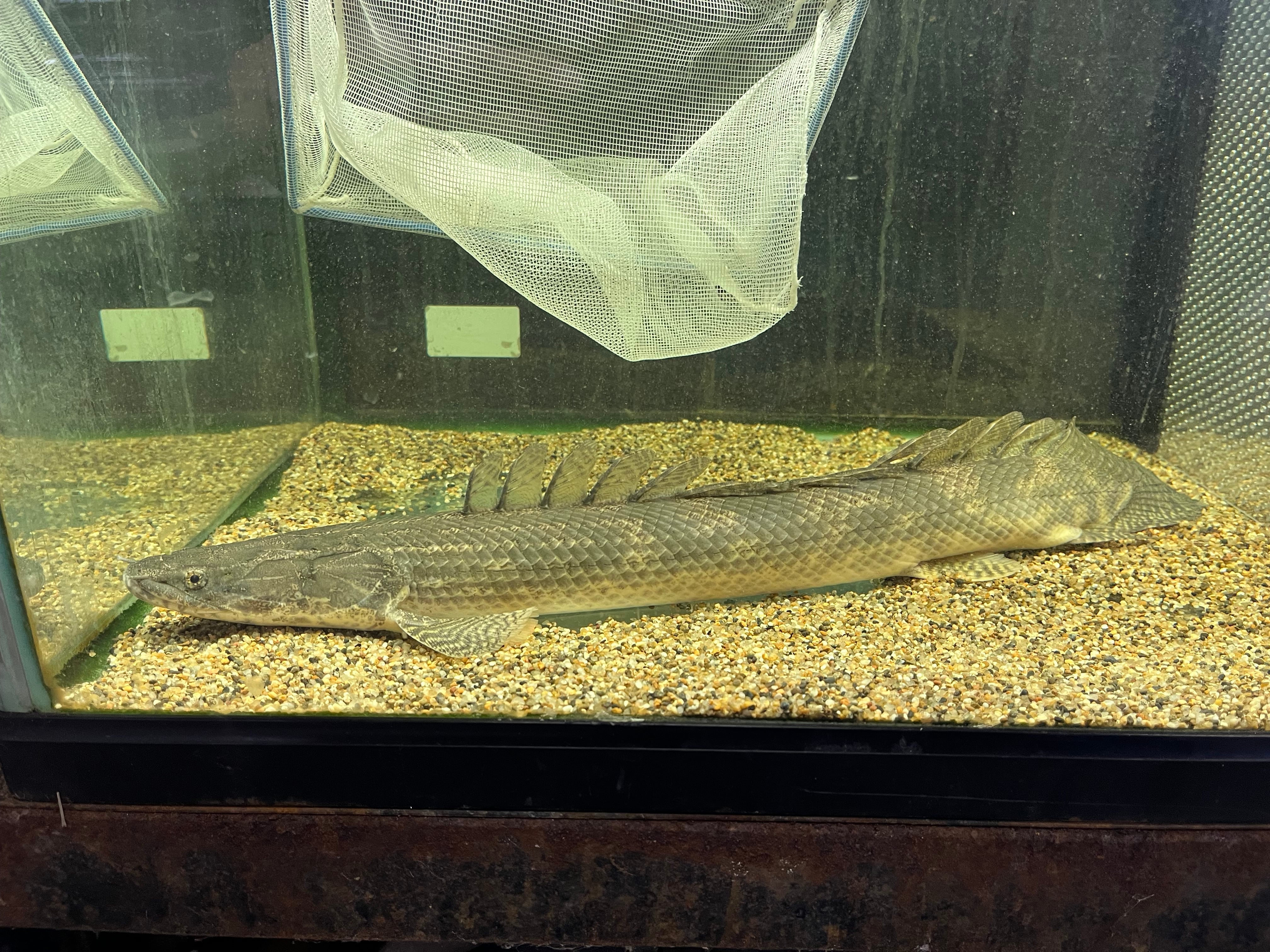 熱帯魚 ポリプテルス ビキールラプラディ ポリプテルス・ビキール・ラプラディの特徴・飼育情報 – アクアハーミット