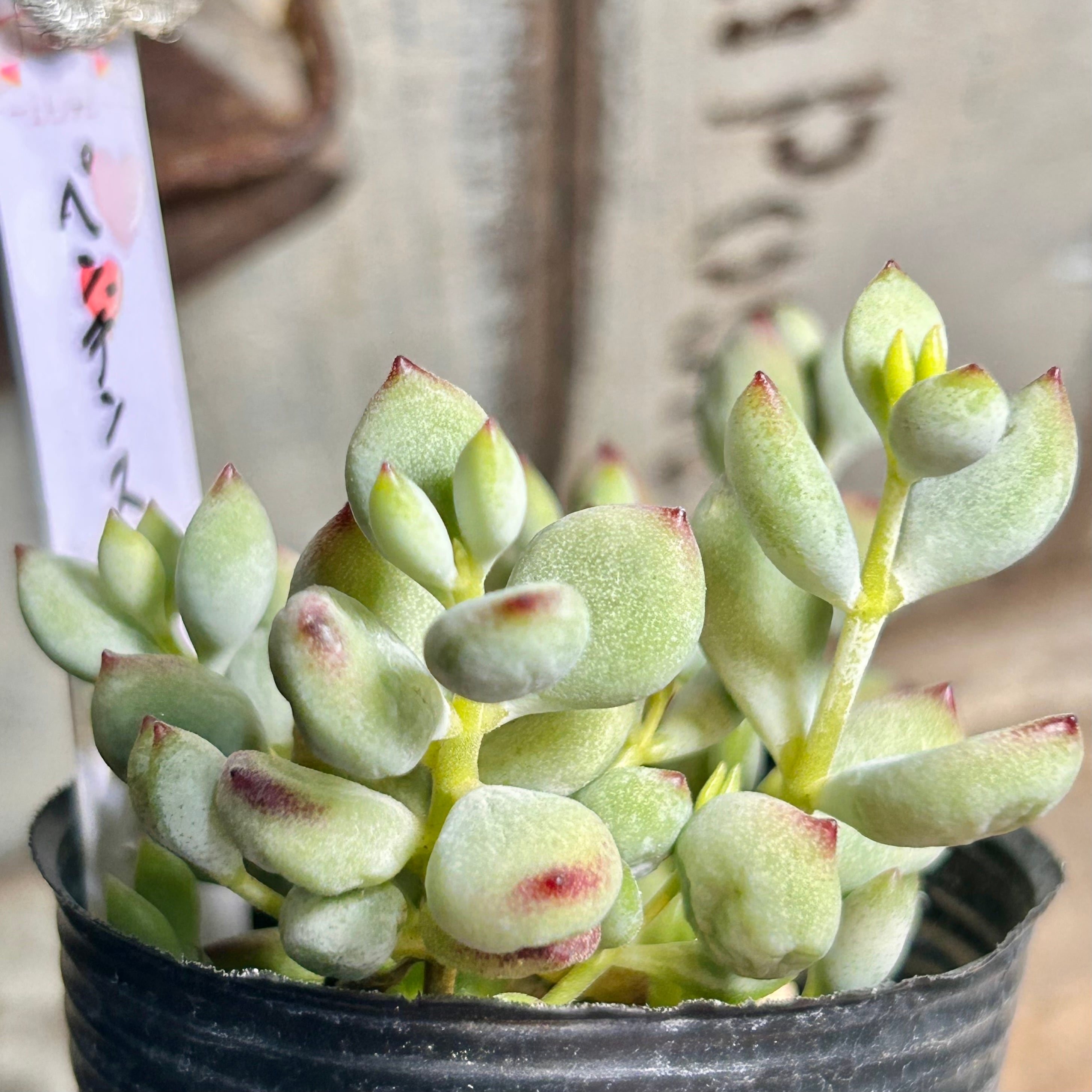 ペンデンス | RuPo 多肉植物専門店
