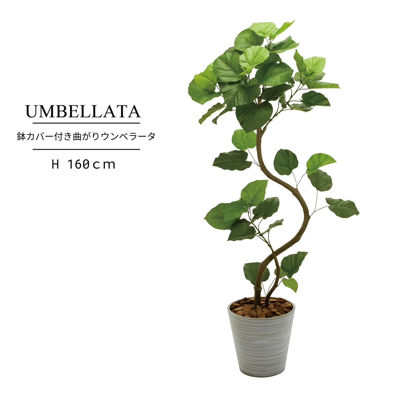 鉢カバー付き 曲がりウンベラータ160㎝［人工観葉植物・フェイクグリーンT］