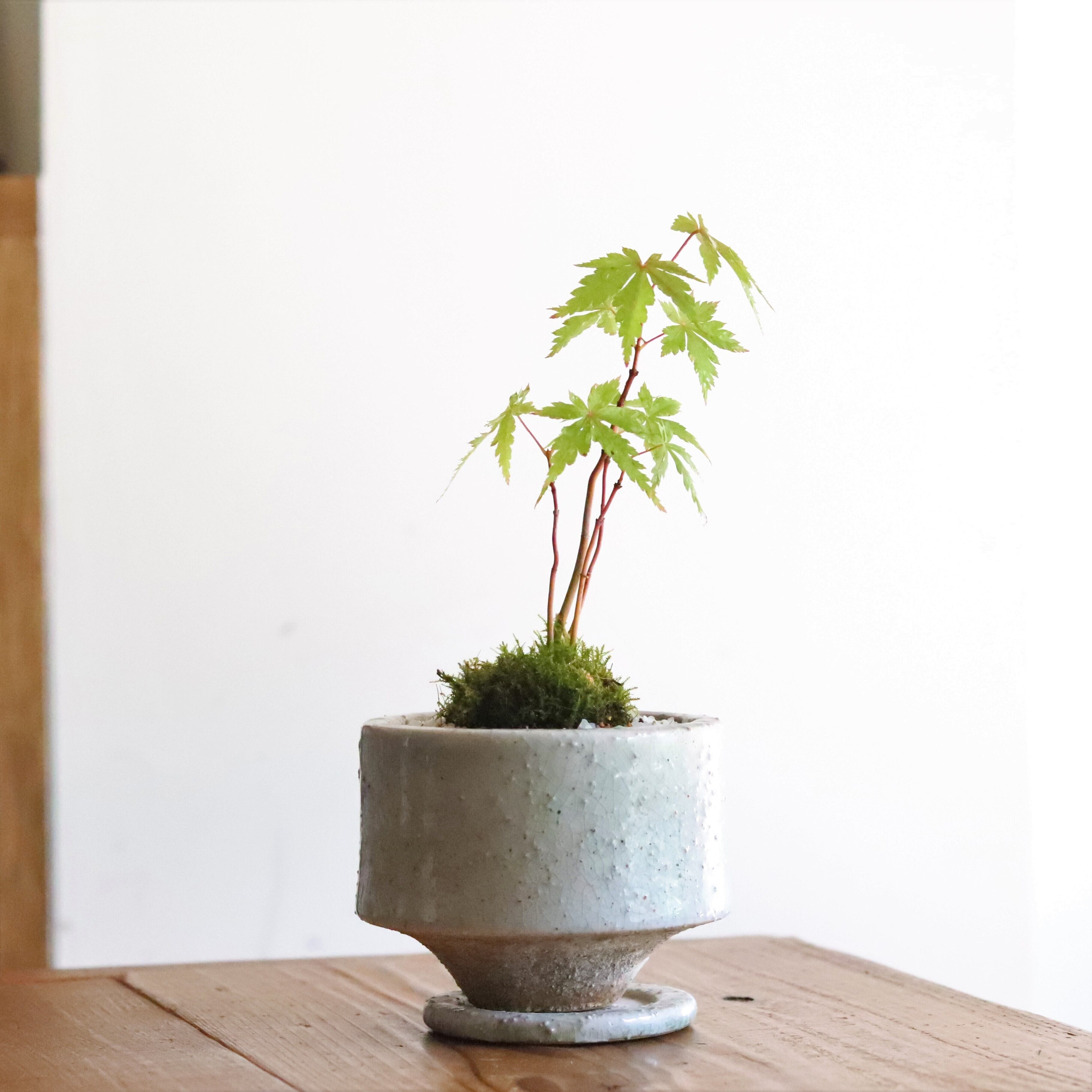 グリーン 観葉植物 もみじ ジーフラットインテリアショップ