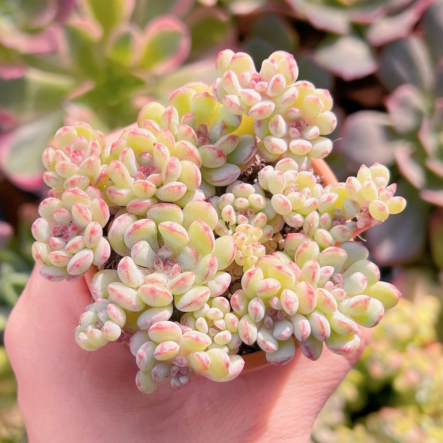 現品　萌豆#682   るる農園