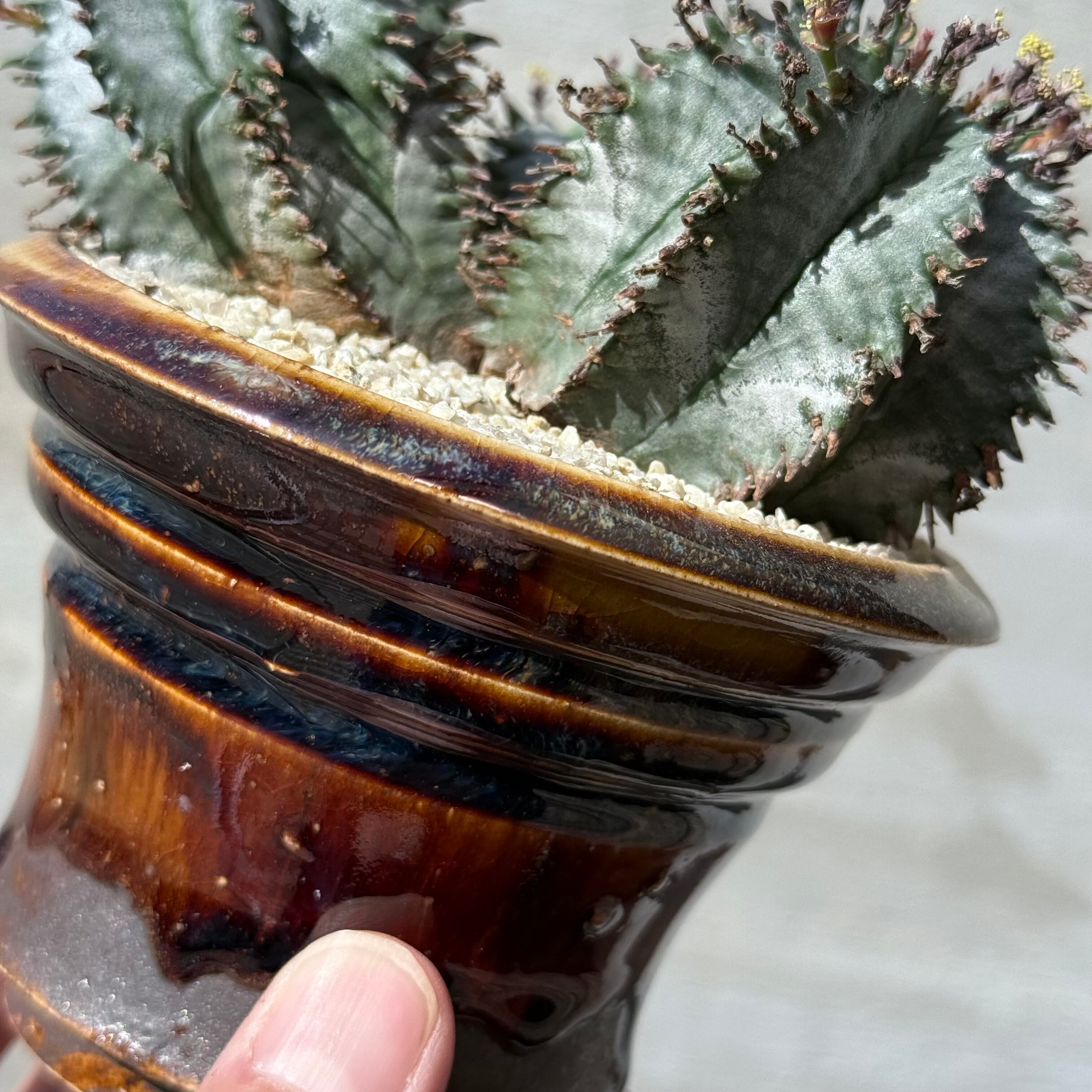 植物 ×鉢】ユーフォルビア ホリダ 美株 × 姫野翔太 陶器鉢 Euphorbia