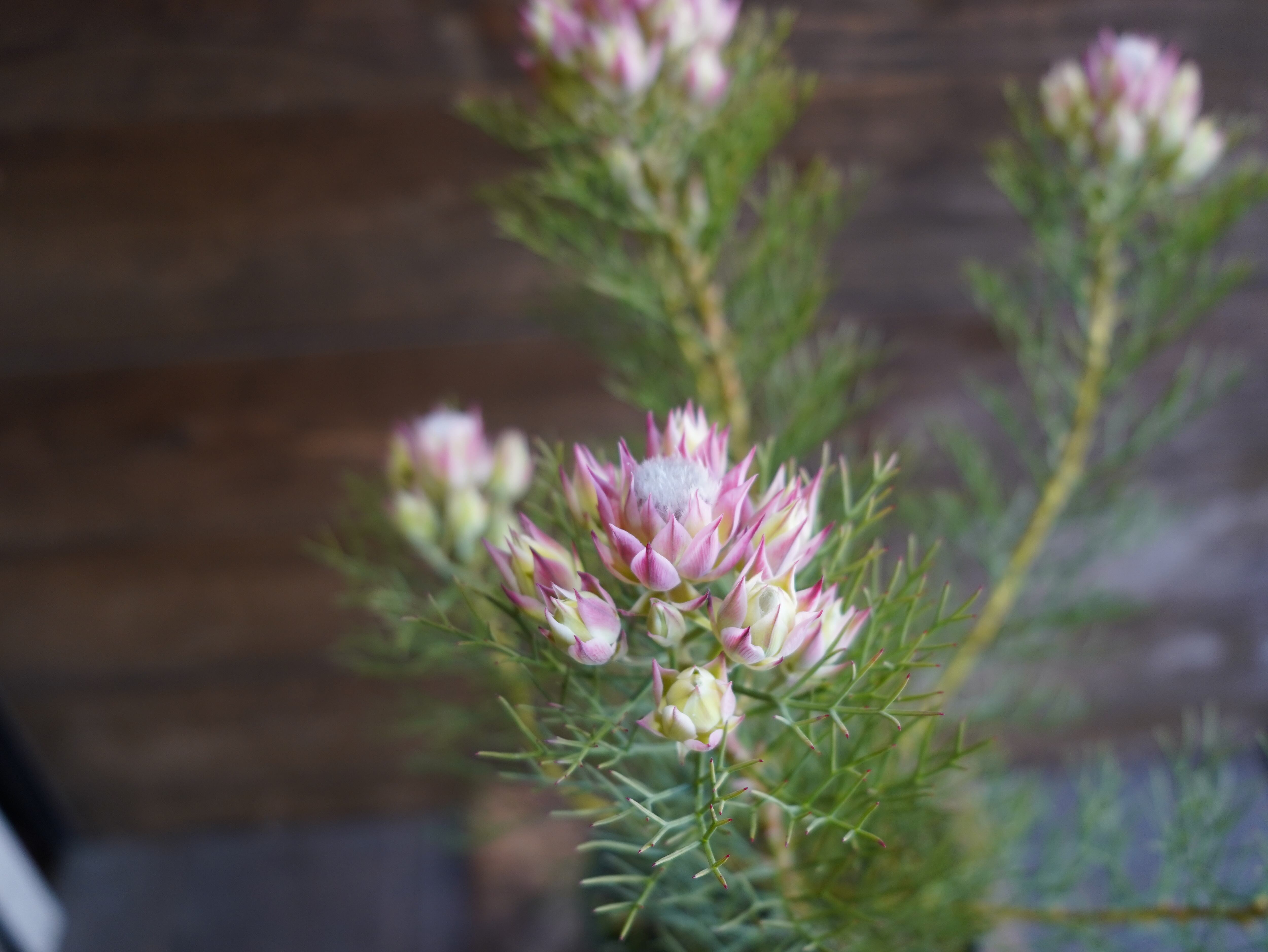 【現物】セルリア ”プリティピンク” B