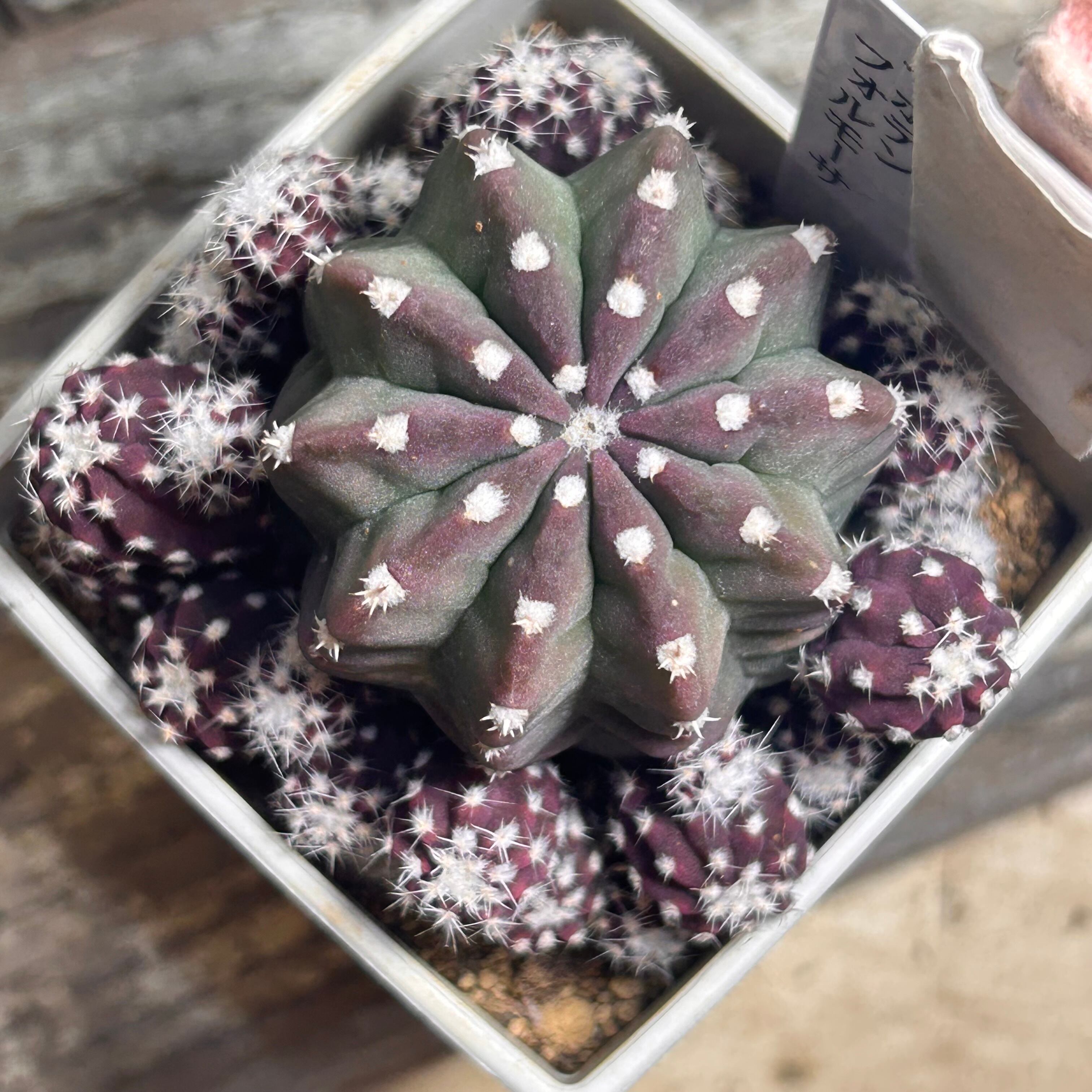 T)車と多肉(センペルビウム フィレネイナム) | RuPo 多肉植物専門店