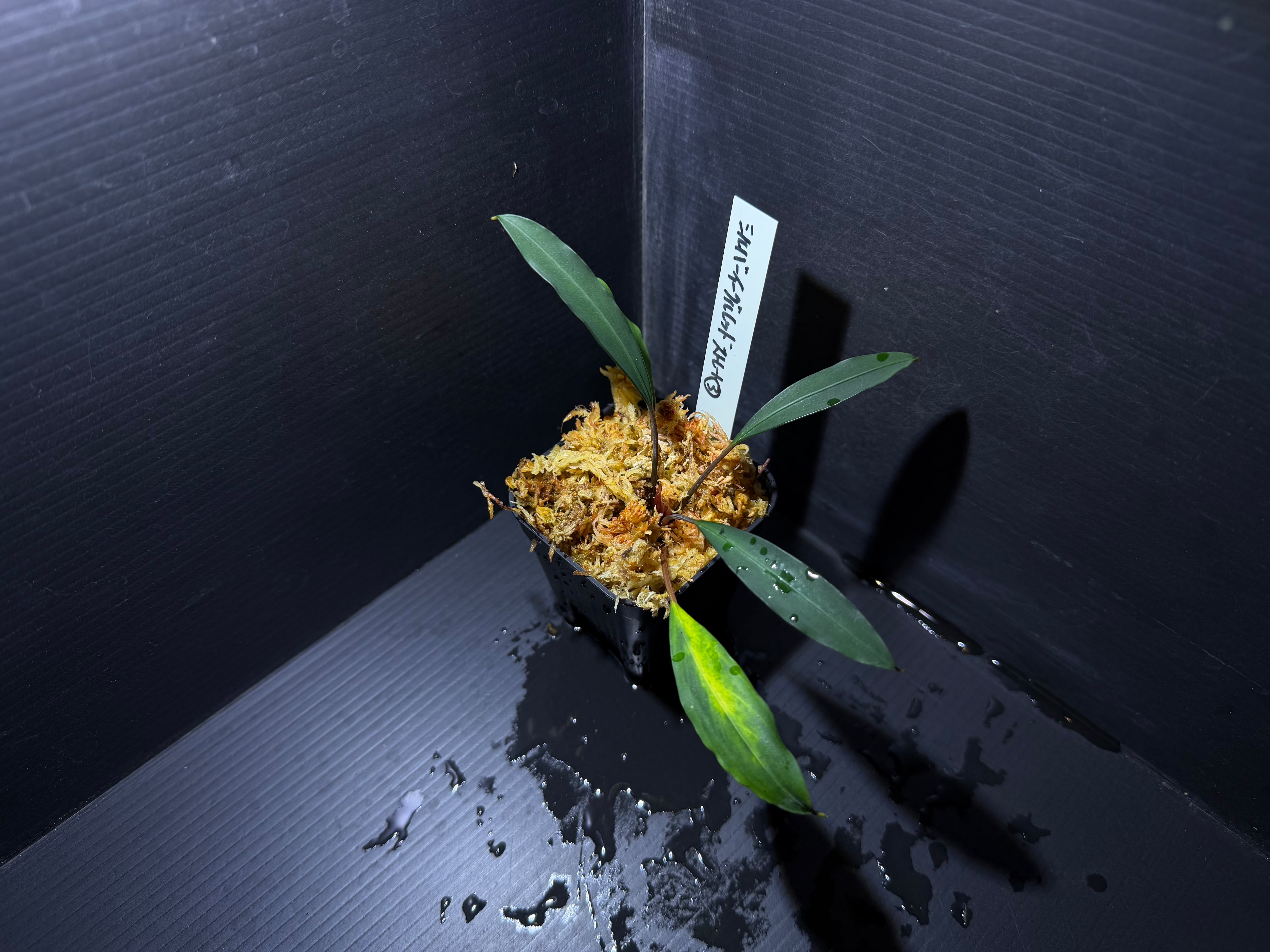 ブセファランドラ | AquaFocus